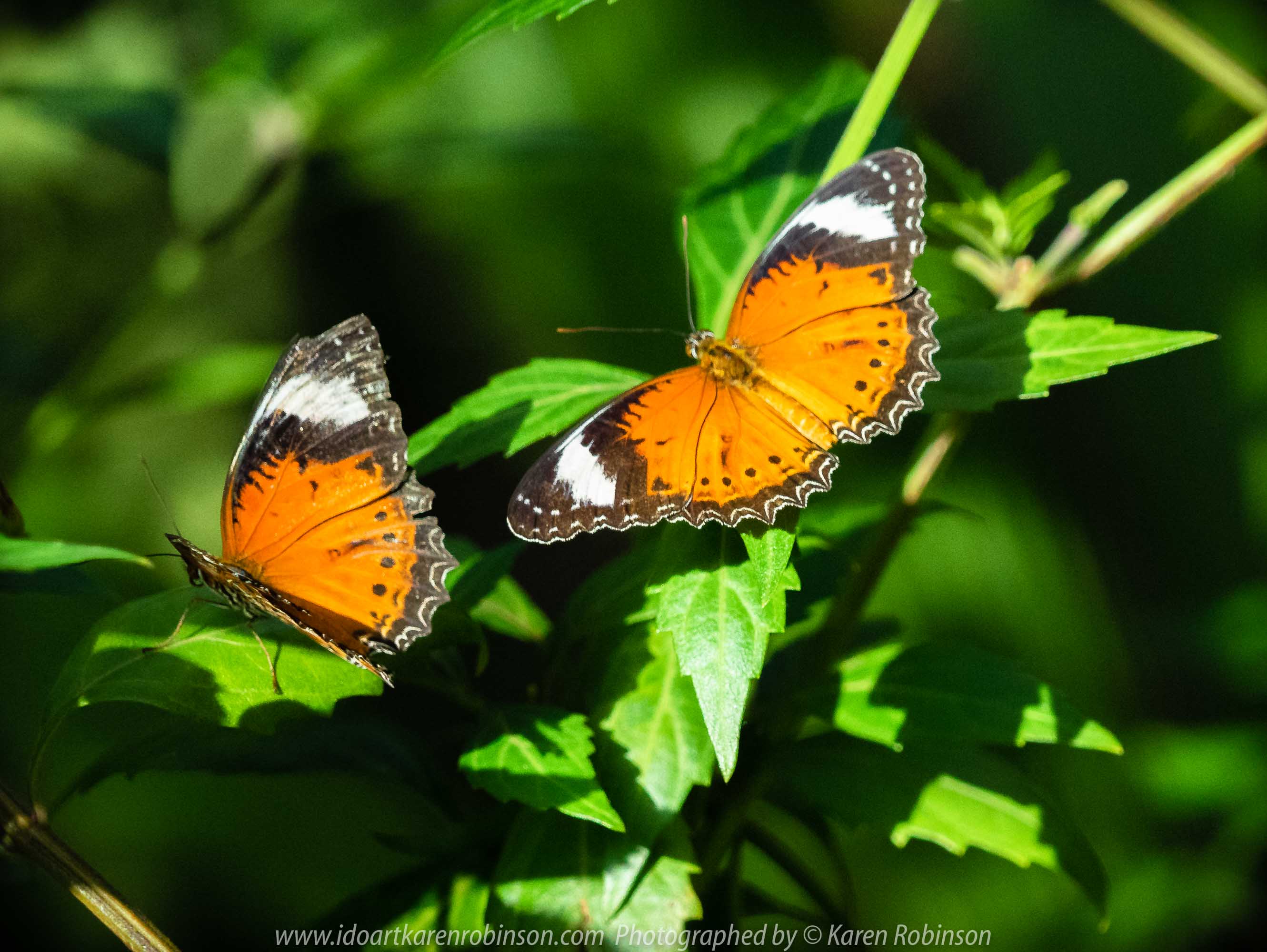 Parkville, Victoria - Australia 'Melbourne Zoo Trip 6' Photographed by Karen Robinson February 2019 Comments - Hubby and I decided to spend another day at the Zoo, this time concentrating on photographing Native Australian tropical and subtropical Butterflies in the Zoo's magnificent tropical glasshouse.