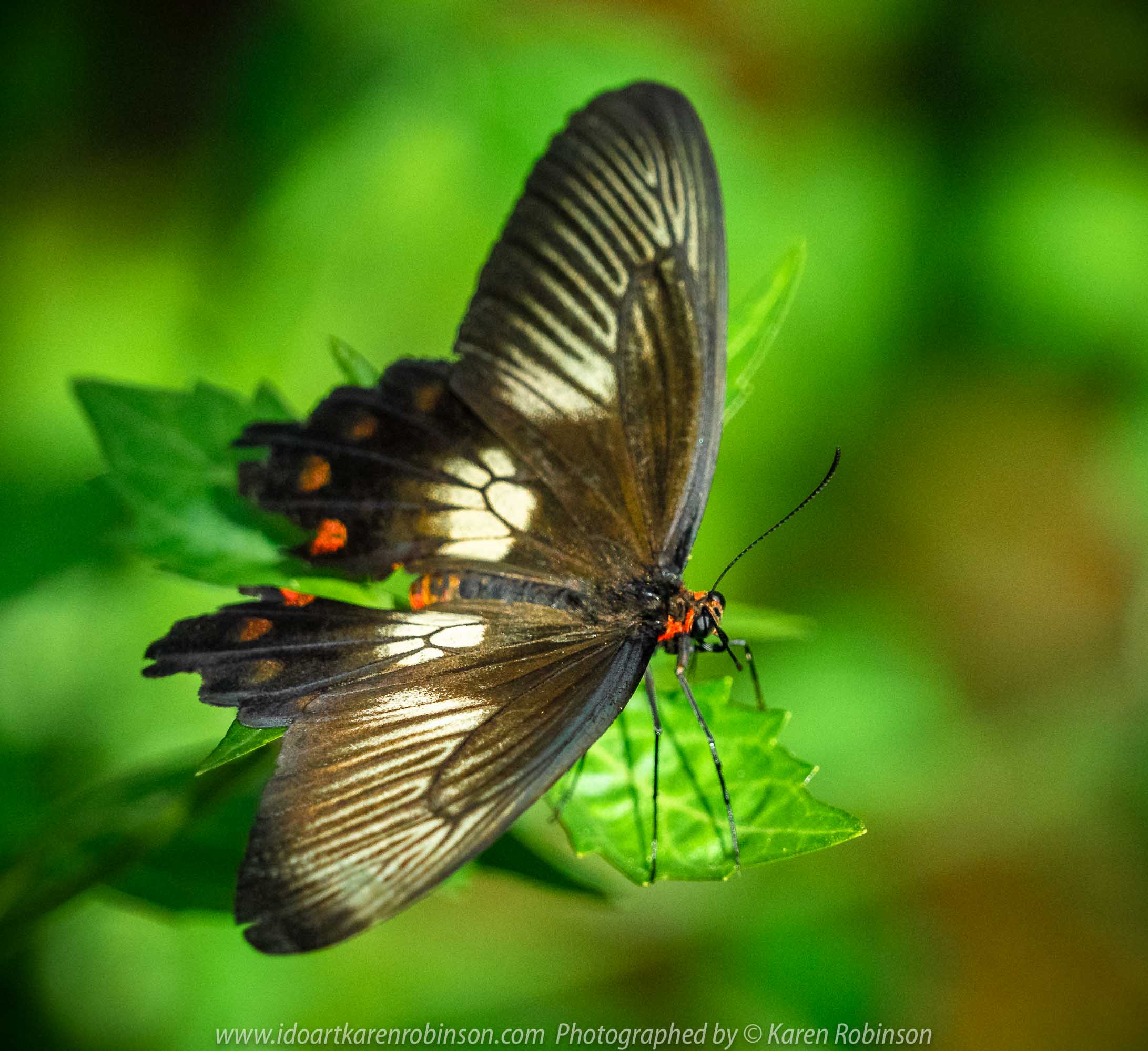 Parkville, Victoria - Australia 'Melbourne Zoo Trip 6' Photographed by Karen Robinson February 2019 Comments - Hubby and I decided to spend another day at the Zoo, this time concentrating on photographing Native Australian tropical and subtropical Butterflies in the Zoo's magnificent tropical glasshouse.