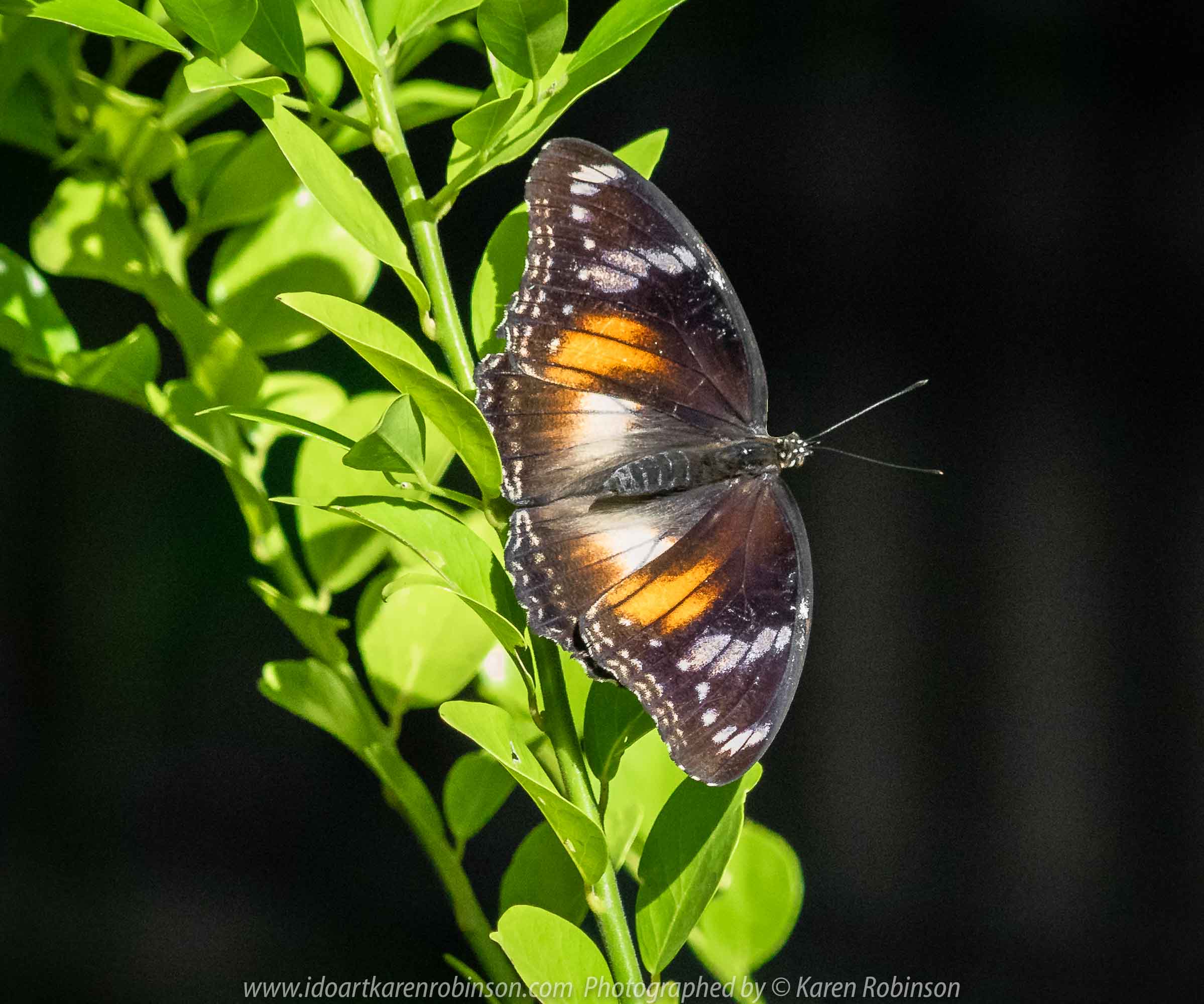 Parkville, Victoria - Australia 'Melbourne Zoo Trip 6' Photographed by Karen Robinson February 2019 Comments - Hubby and I decided to spend another day at the Zoo, this time concentrating on photographing Native Australian tropical and subtropical Butterflies in the Zoo's magnificent tropical glasshouse.