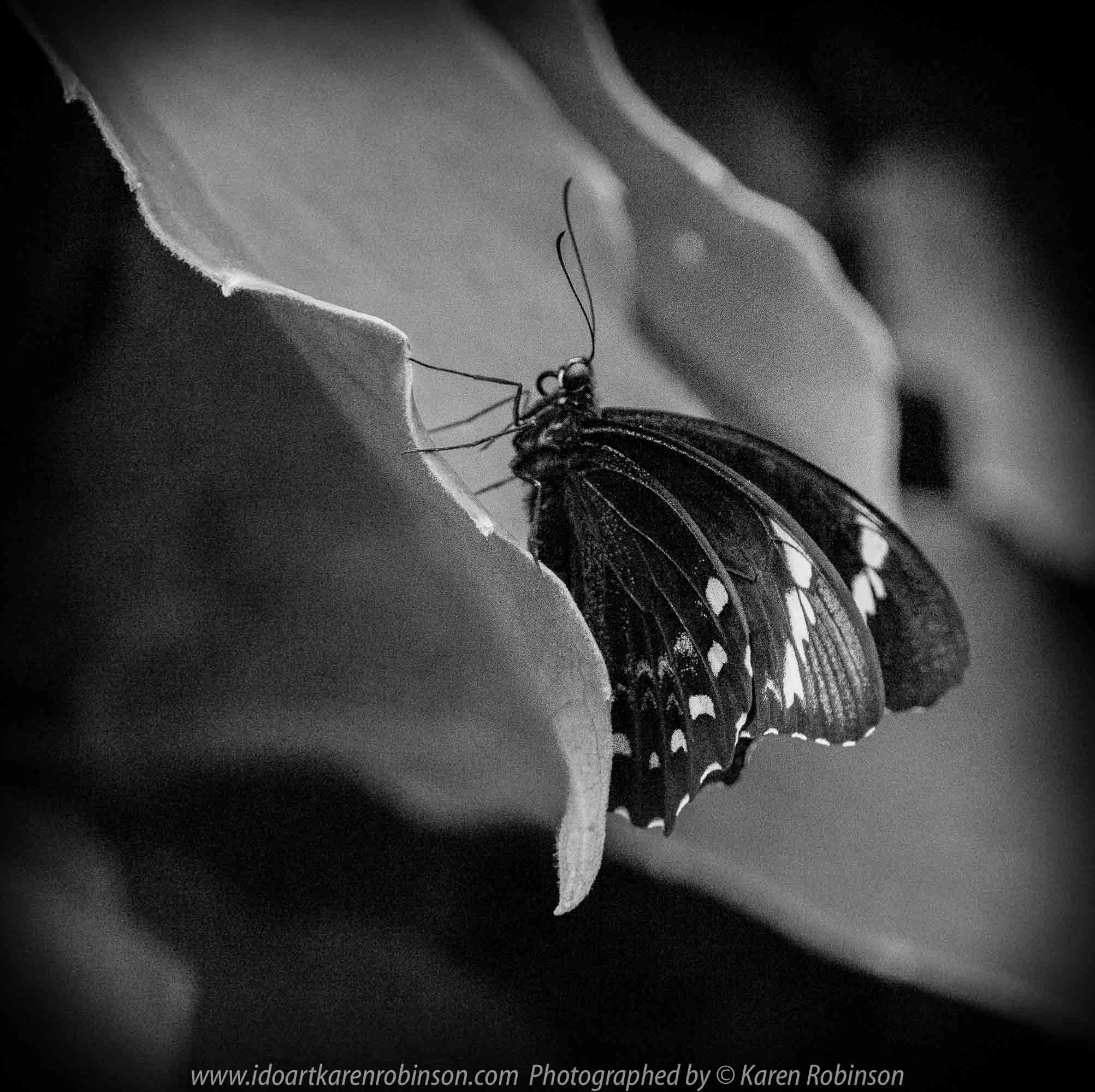 Parkville, Victoria - Australia 'Melbourne Zoo Trip 6' Photographed by Karen Robinson February 2019 Comments - Hubby and I decided to spend another day at the Zoo, this time concentrating on photographing Native Australian tropical and subtropical Butterflies in the Zoo's magnificent tropical glasshouse.