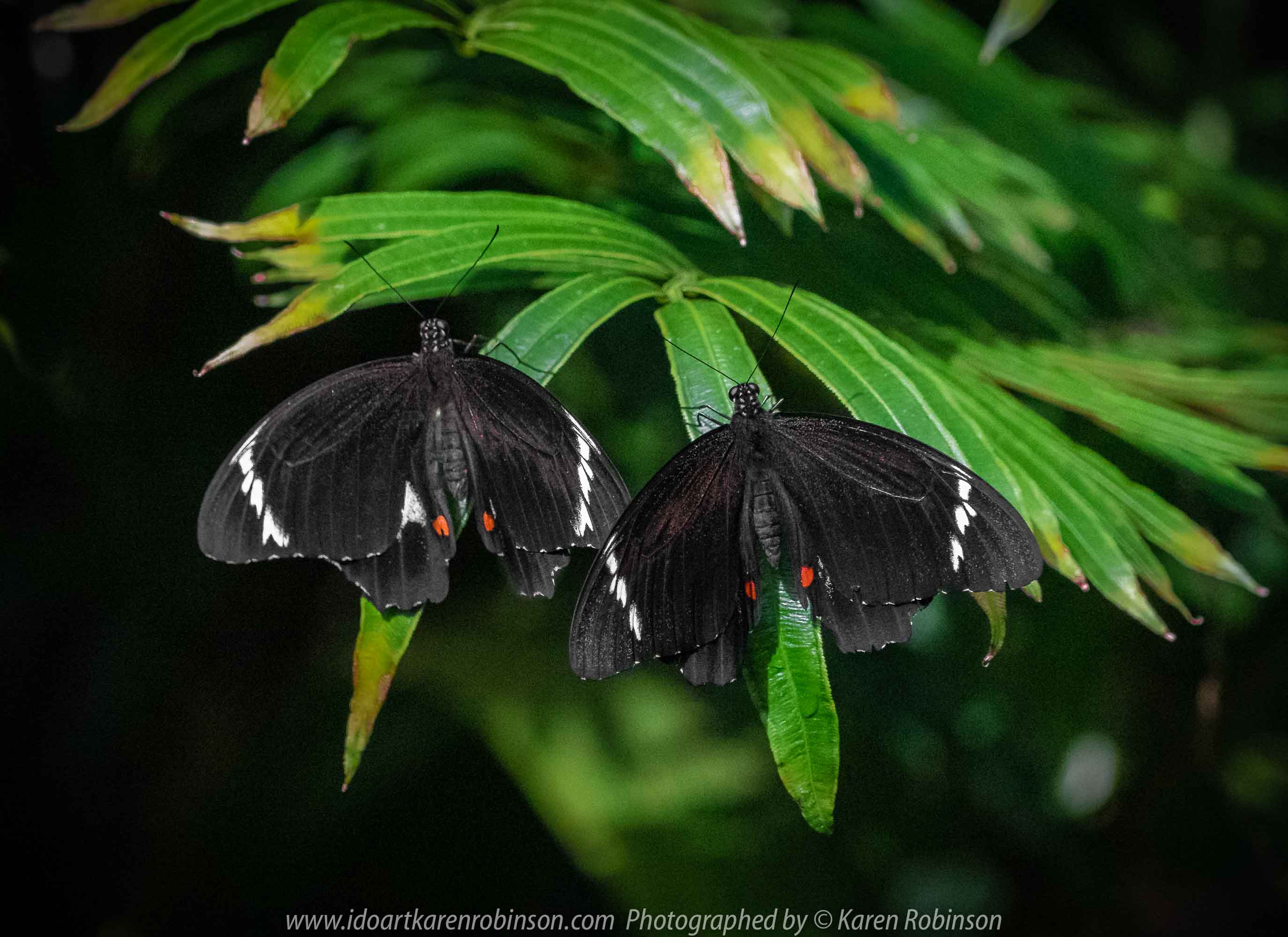 Parkville, Victoria - Australia 'Melbourne Zoo Trip 6' Photographed by Karen Robinson February 2019 Comments - Hubby and I decided to spend another day at the Zoo, this time concentrating on photographing Native Australian tropical and subtropical Butterflies in the Zoo's magnificent tropical glasshouse.