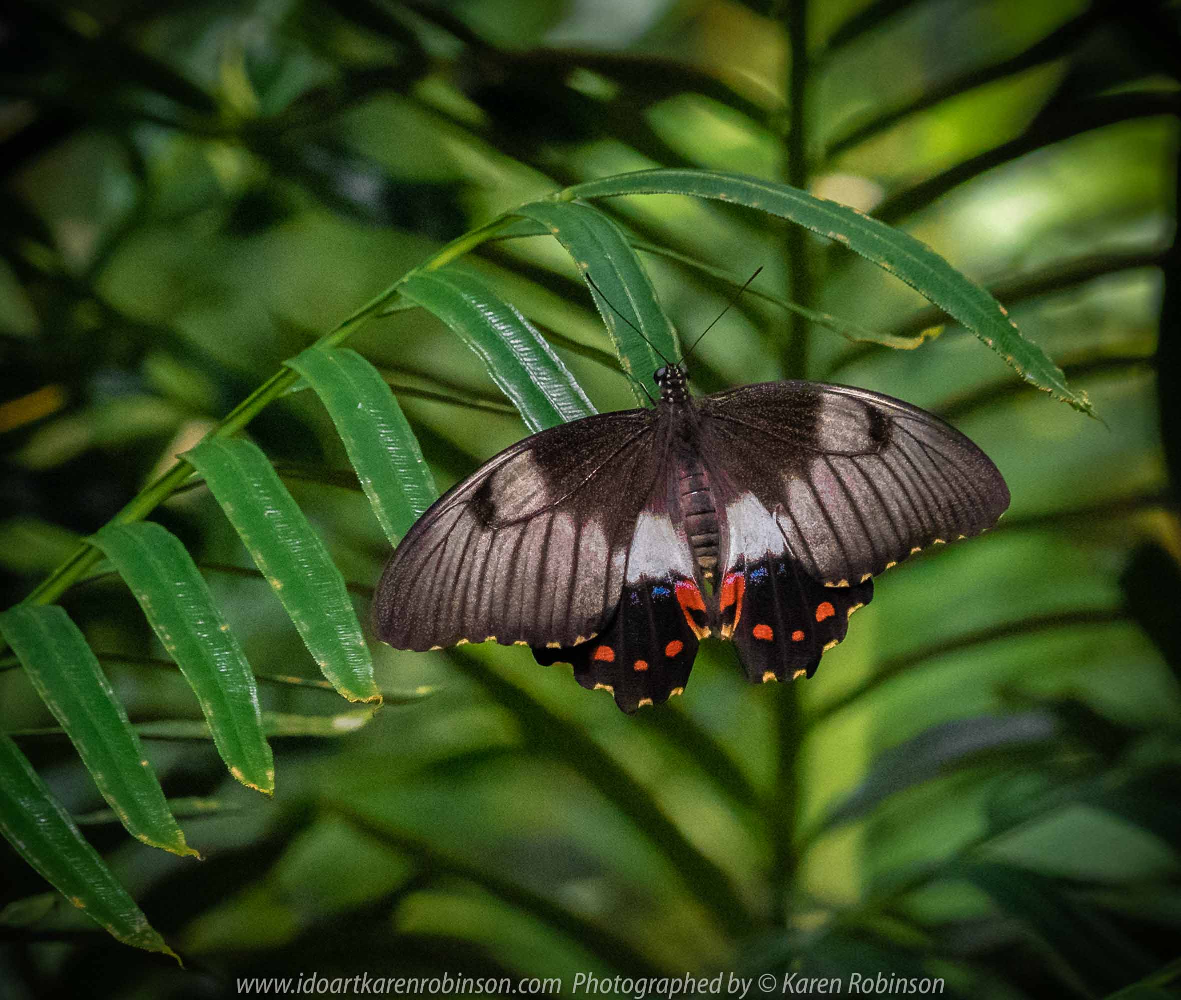 Parkville, Victoria - Australia 'Melbourne Zoo Trip 6' Photographed by Karen Robinson February 2019 Comments - Hubby and I decided to spend another day at the Zoo, this time concentrating on photographing Native Australian tropical and subtropical Butterflies in the Zoo's magnificent tropical glasshouse.