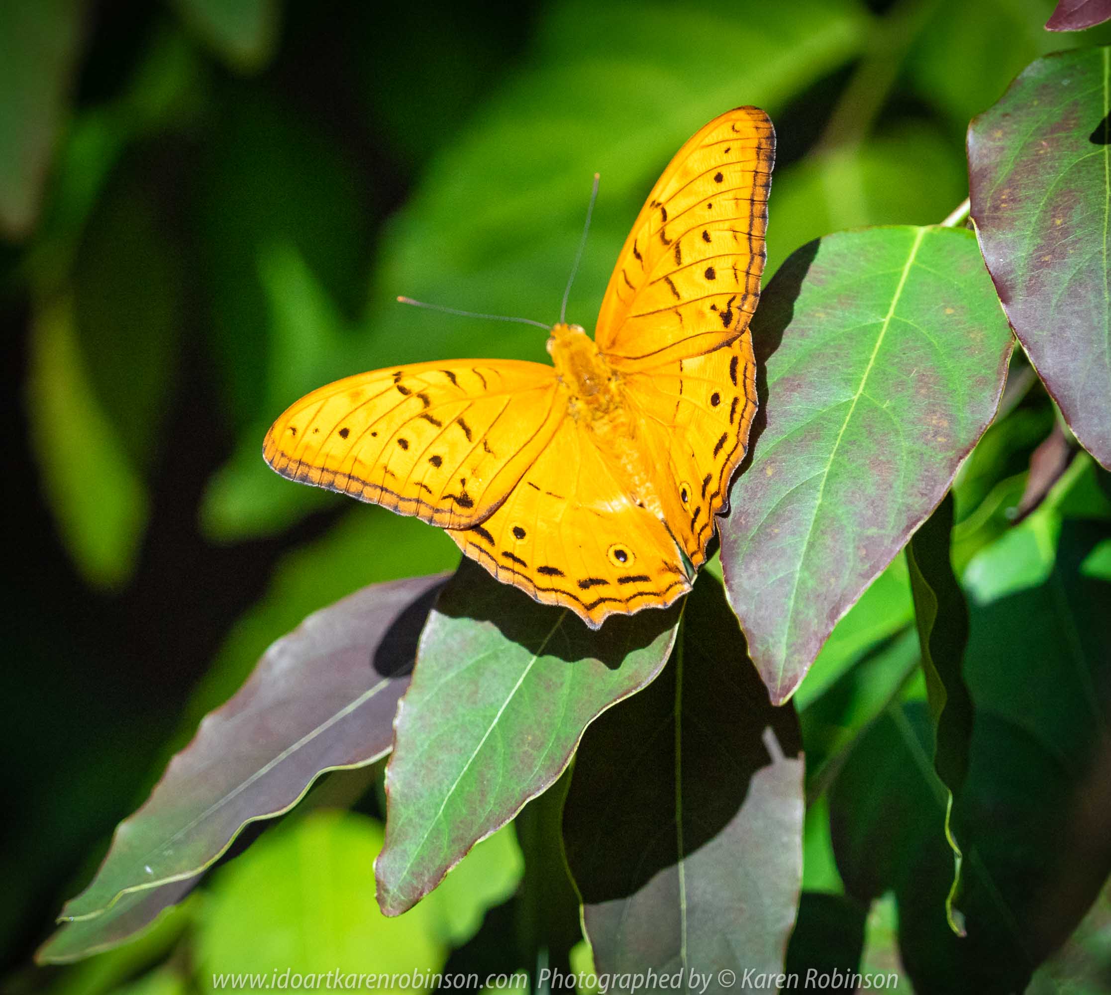 Parkville, Victoria - Australia 'Melbourne Zoo Trip 6' Photographed by Karen Robinson February 2019 Comments - Hubby and I decided to spend another day at the Zoo, this time concentrating on photographing Native Australian tropical and subtropical Butterflies in the Zoo's magnificent tropical glasshouse.