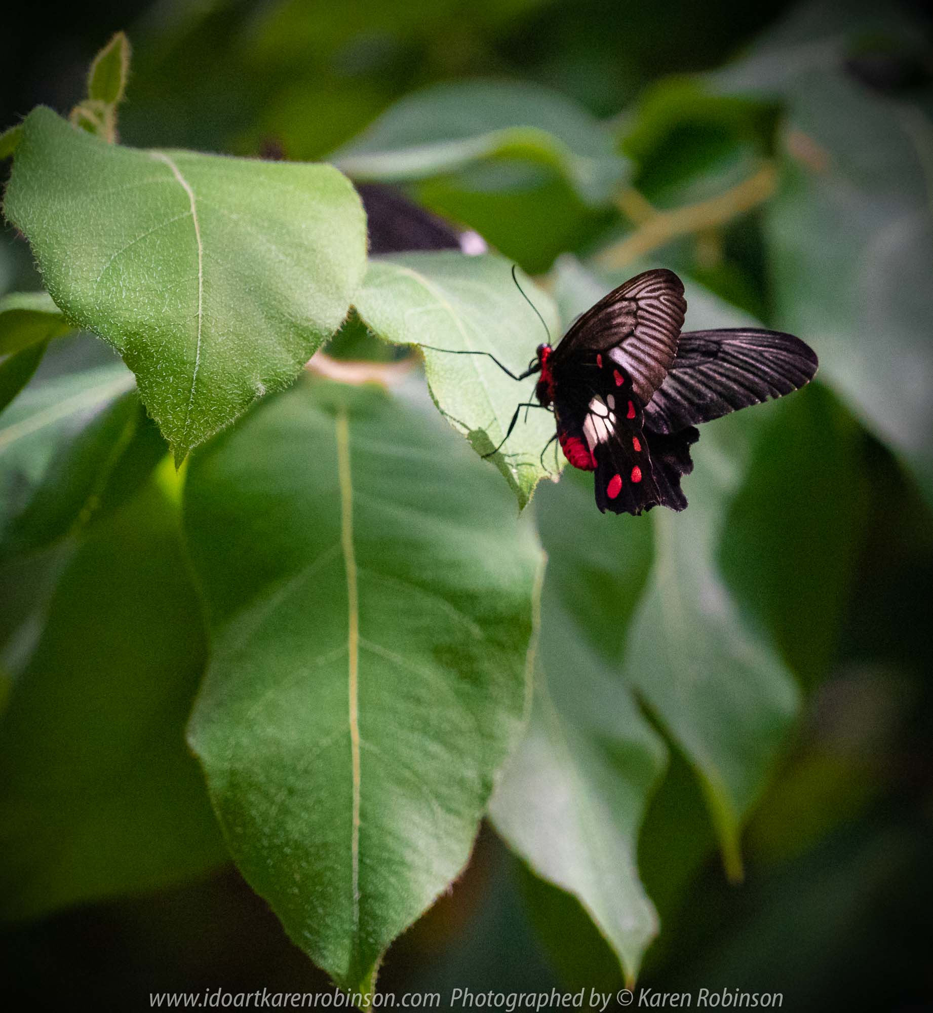 Parkville, Victoria - Australia 'Melbourne Zoo Trip 6' Photographed by Karen Robinson February 2019 Comments - Hubby and I decided to spend another day at the Zoo, this time concentrating on photographing Native Australian tropical and subtropical Butterflies in the Zoo's magnificent tropical glasshouse.