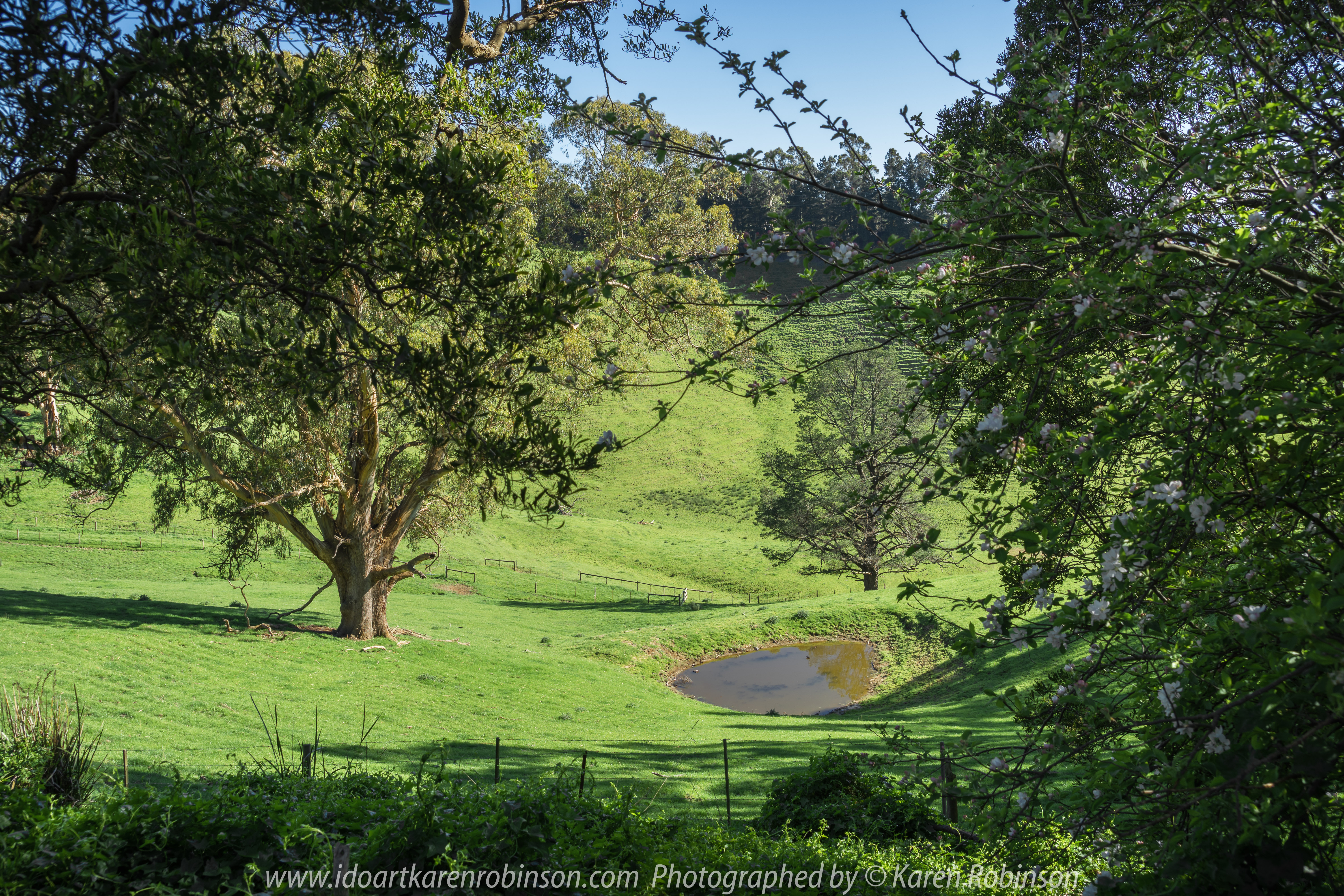 Seaview Region, Melbourne - Australia "Grand Ridge Road Region" Photographed by Karen Robinson NB Copyright Protected_ www.idoartkarenrobinson.com October 17, 2017. NB: Day trip with hubby to visit this beautiful region at its best when all is green before the summer turns it brown.