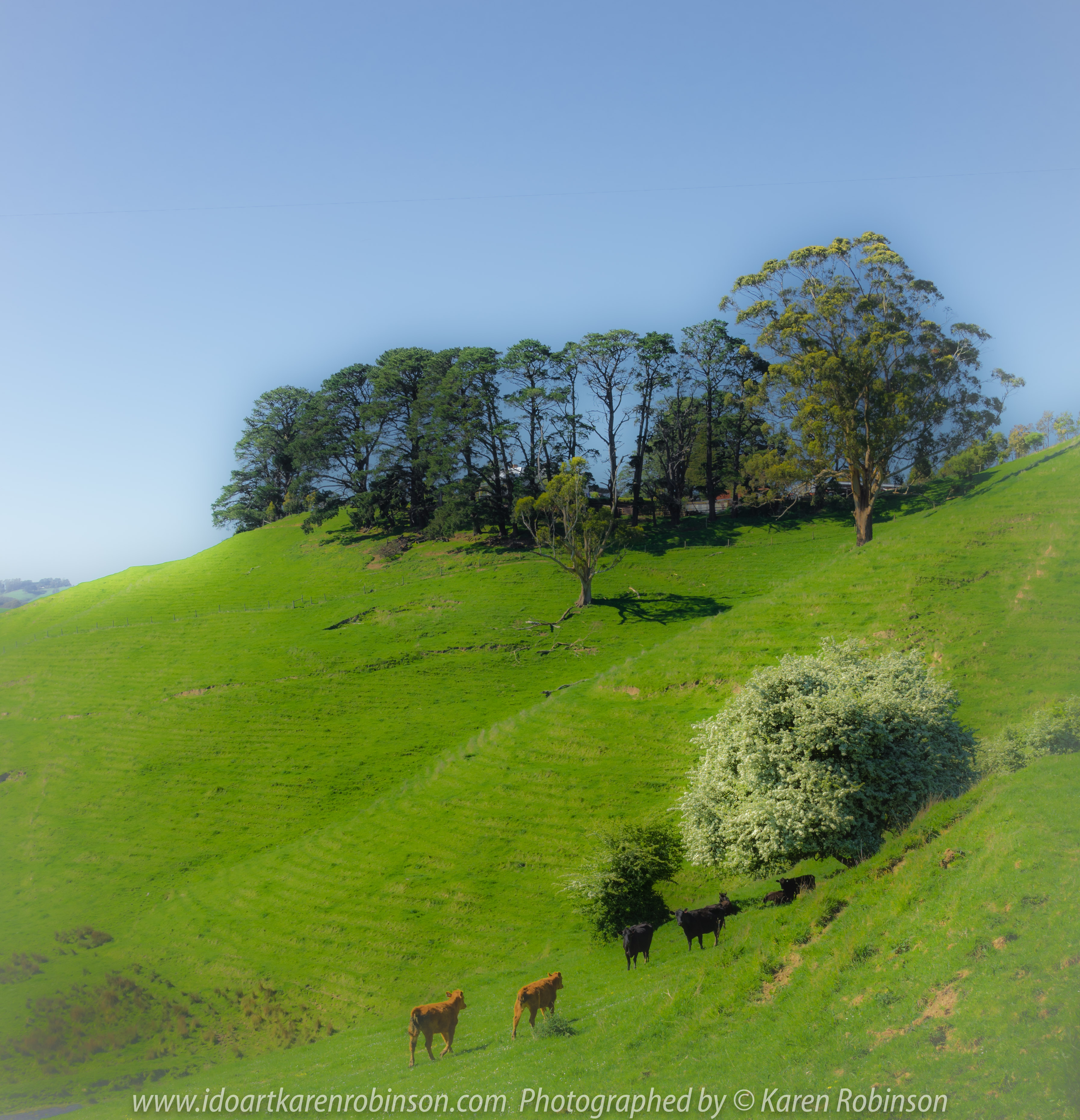 Seaview Region, Melbourne - Australia "Grand Ridge Road Region" Photographed by Karen Robinson NB Copyright Protected_ www.idoartkarenrobinson.com October 17, 2017. NB: Day trip with hubby to visit this beautiful region at its best when all is green before the summer turns it brown.