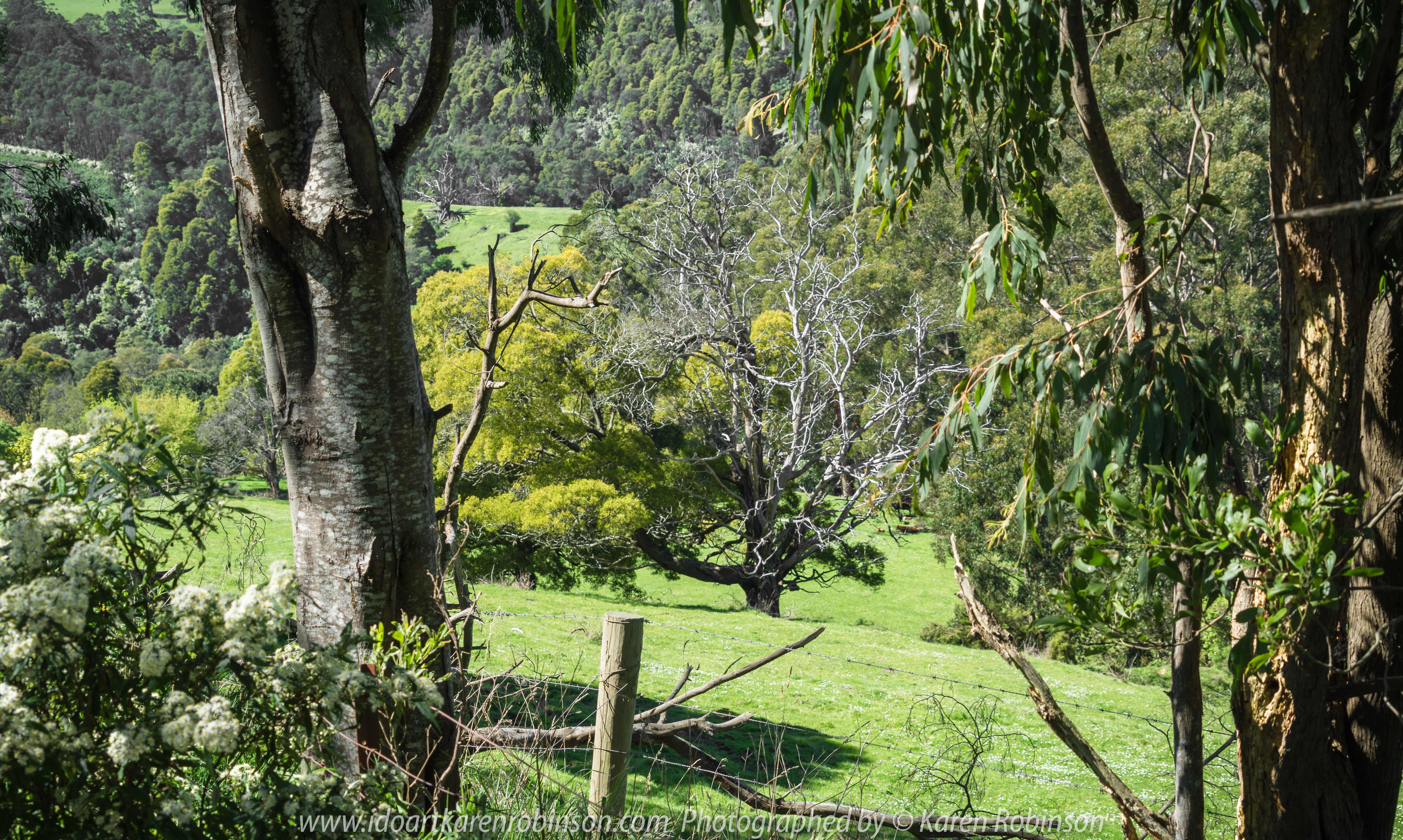 Seaview Region, Melbourne - Australia "Grand Ridge Road Region" Photographed by Karen Robinson NB Copyright Protected_ www.idoartkarenrobinson.com October 17, 2017. NB: Day trip with hubby to visit this beautiful region at its best when all is green before the summer turns it brown.
