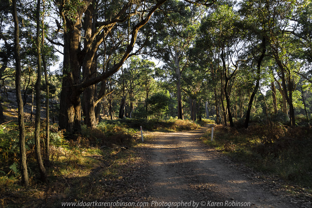 Strathbogie, Victoria - Australia 'Mount Wombat Lookout Region' Photographed by Karen Robinson March 2018 NB. All images are protected by copyright laws. Comments - Hubby and I travelled up to the lookout to photograph the sunrise which included amazing views looking out from around the towers. Also managed to capture some lovely photographs on our way back home during the morning daylight.