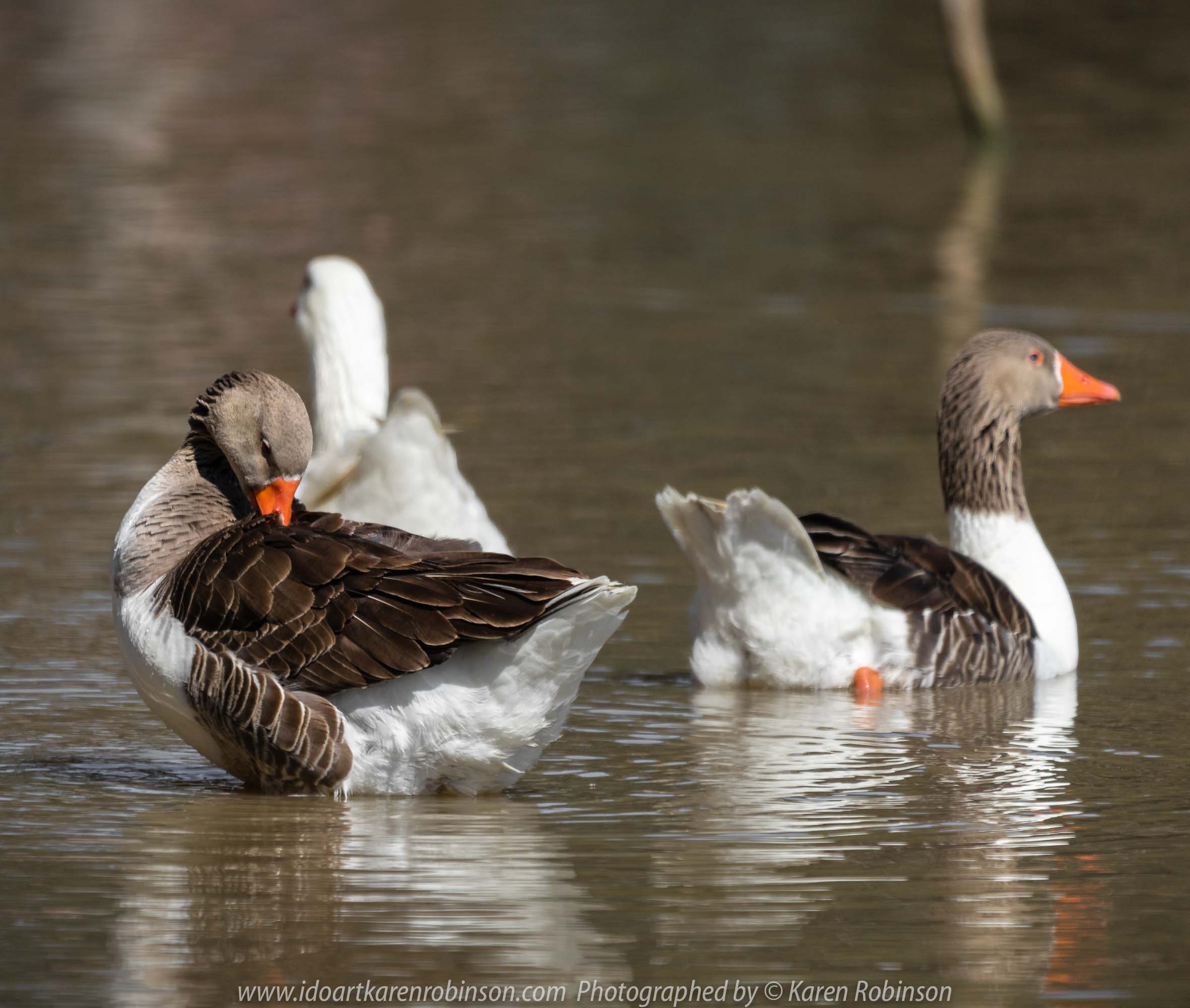 Sunbury, Victoria - Australia 'Spavin Drive Lake & Jacksons Creek' Photographed by Karen Robinson Nov 2018 Comments - A couple of hours spent photographing local bird wildlife. Photography featuring Greylag Geese.