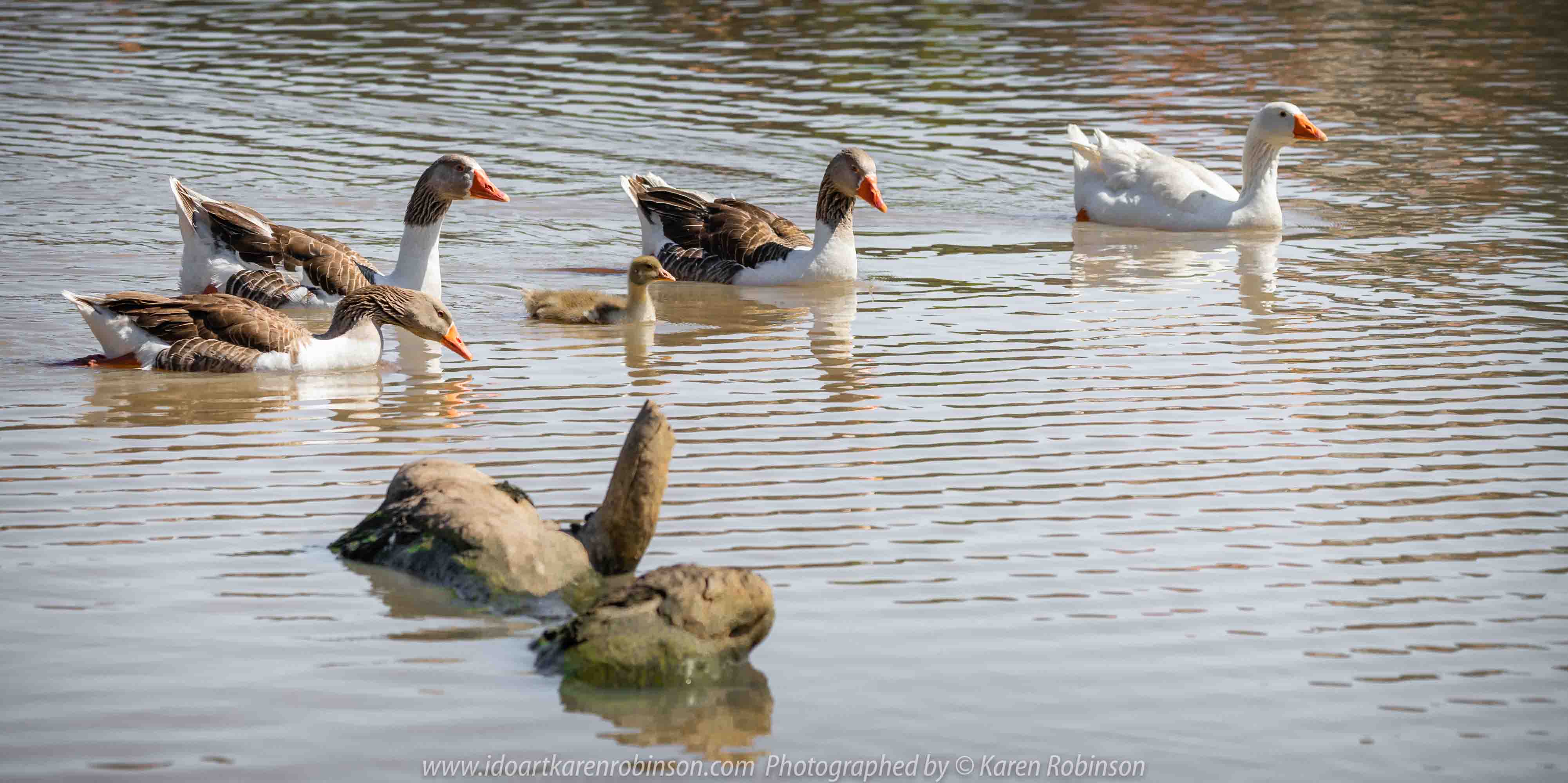 Sunbury, Victoria - Australia 'Spavin Drive Lake & Jacksons Creek' Photographed by Karen Robinson Nov 2018 Comments - A couple of hours spent photographing local bird wildlife. Photography featuring Greylag and Emden Geese.