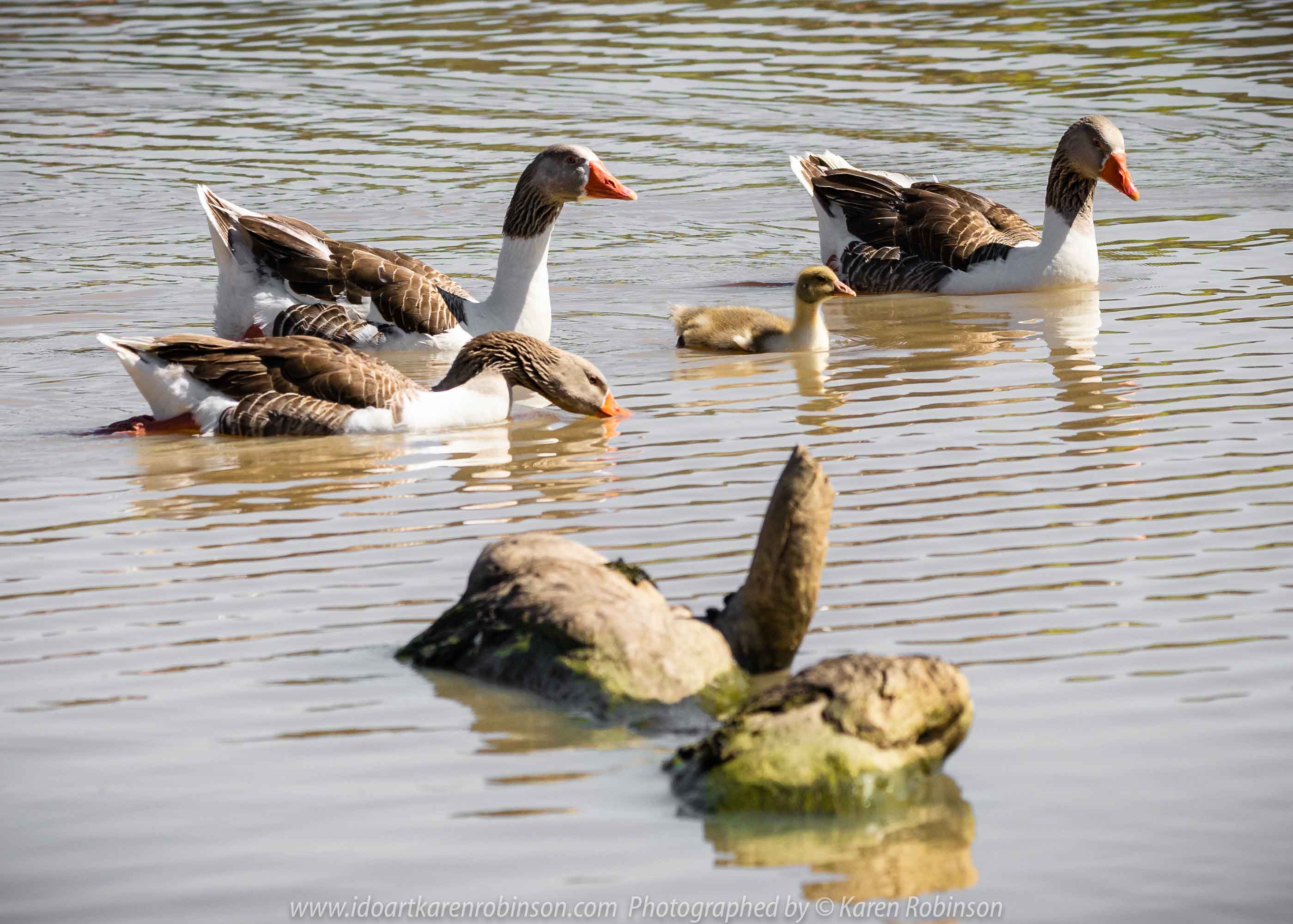 Sunbury, Victoria - Australia 'Spavin Drive Lake & Jacksons Creek' Photographed by Karen Robinson Nov 2018 Comments - A couple of hours spent photographing local bird wildlife. Photography featuring Greylag Geese.