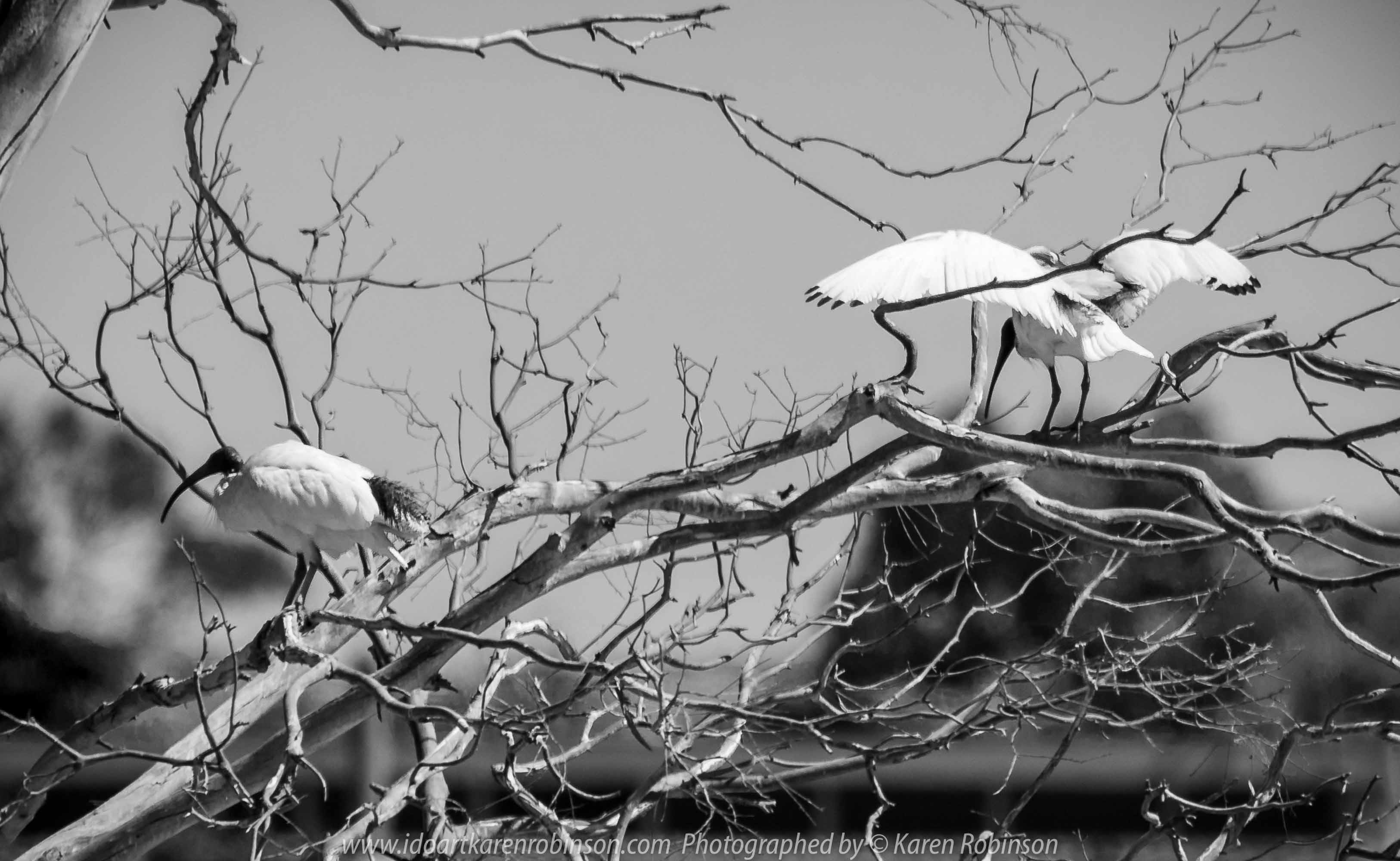 Sunbury, Victoria - Australia 'Spavin Drive Lake & Jacksons Creek' Photographed by Karen Robinson Nov 2018 Comments - A couple of hours spent photographing local bird wildlife. Photograph featuring Australian White Ibis.