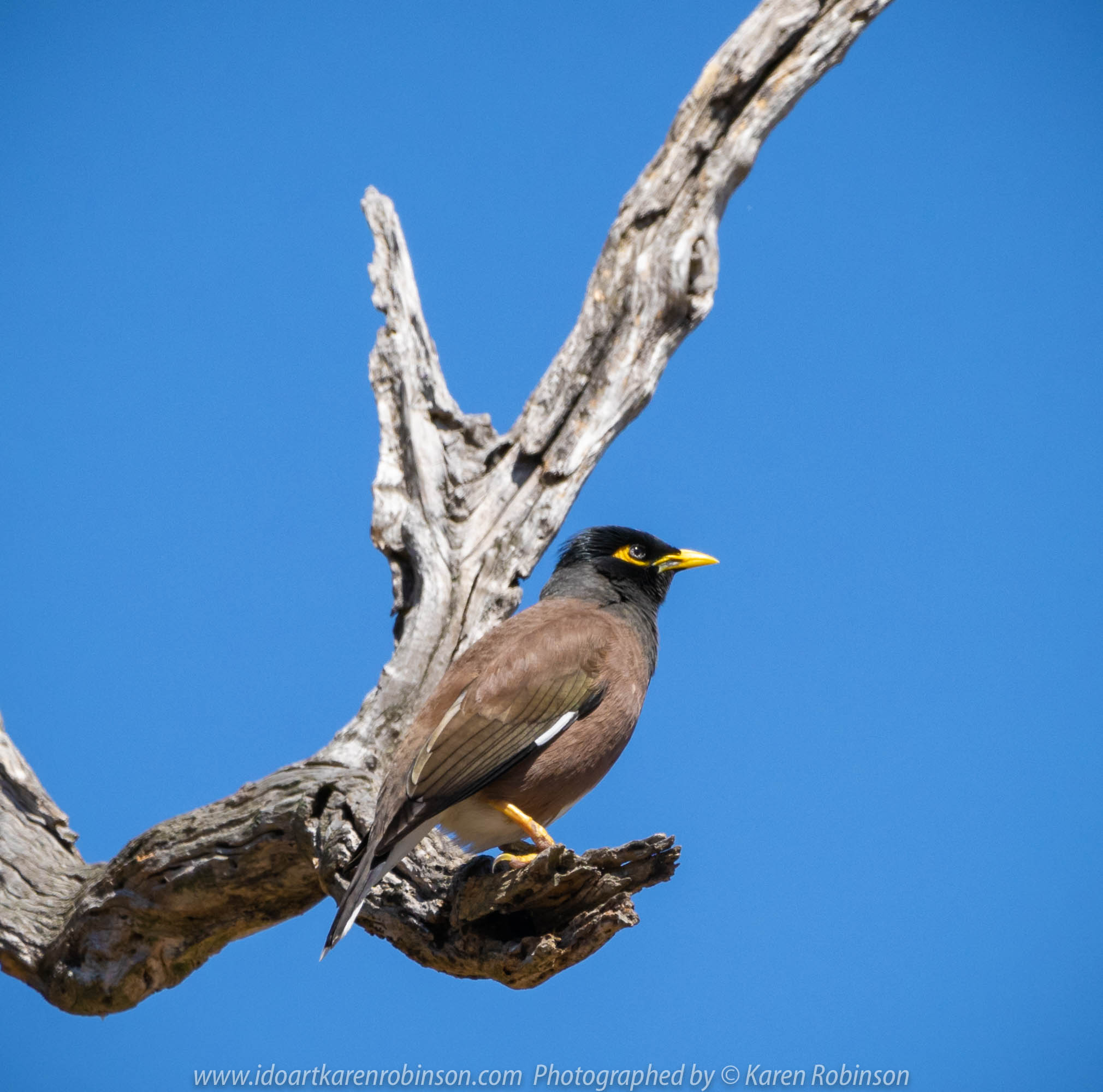 Sunbury, Victoria - Australia 'Spavin Drive Lake & Jacksons Creek' Photographed by Karen Robinson Nov 2018 Comments - A couple of hours spent photographing local bird wildlife. Photograph featuring Common Indian Miner.