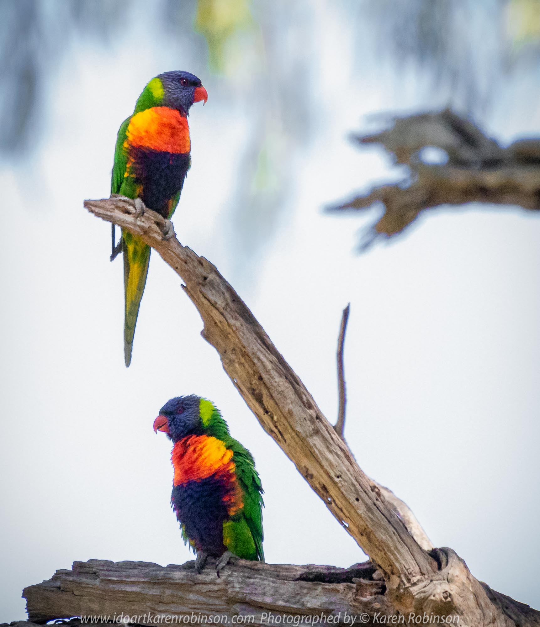 Sunbury, Victoria - Australia 'Spavin Drive Lake & Jacksons Creek' Photographed by Karen Robinson Nov 2018 Comments - A couple of hours spent photographing local bird wildlife. Photograph featuring Rainbow Lorikeet.