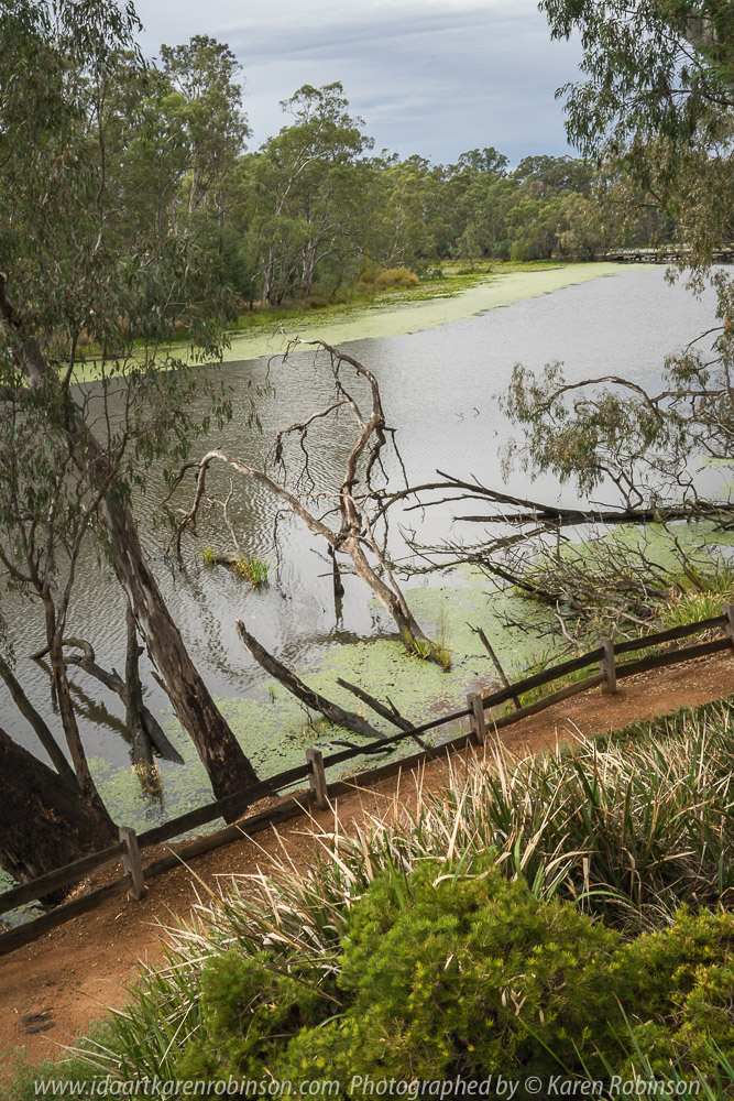 Tabilk, Victoria - Australia 'Tahbilk Winery and Wetlands' Photographs by Karen Robinson March 2018 NB. All images are protected by copyright laws. Comments - A lovely day trip with the Craigieburn Camera Club. Tabilk-tabilk 'place of many waterholes' in the language of the Daung-wurrung clans, the first people of Australia. It's a historic family owned winery with the property comprising of 1,214 hectares of rich river flats and a frontage of 11kms to the Goulburn River and 8 kms of permanent backwaters and creeks (Tahbilk 2018).