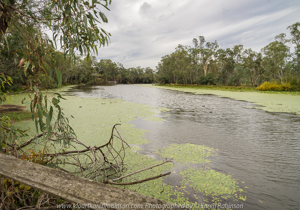 Tabilk, Victoria - Australia 'Tahbilk Winery and Wetlands' Photographs by Karen Robinson March 2018 NB. All images are protected by copyright laws. Comments - A lovely day trip with the Craigieburn Camera Club. Tabilk-tabilk 'place of many waterholes' in the language of the Daung-wurrung clans, the first people of Australia. It's a historic family owned winery with the property comprising of 1,214 hectares of rich river flats and a frontage of 11kms to the Goulburn River and 8 kms of permanent backwaters and creeks (Tahbilk 2018).