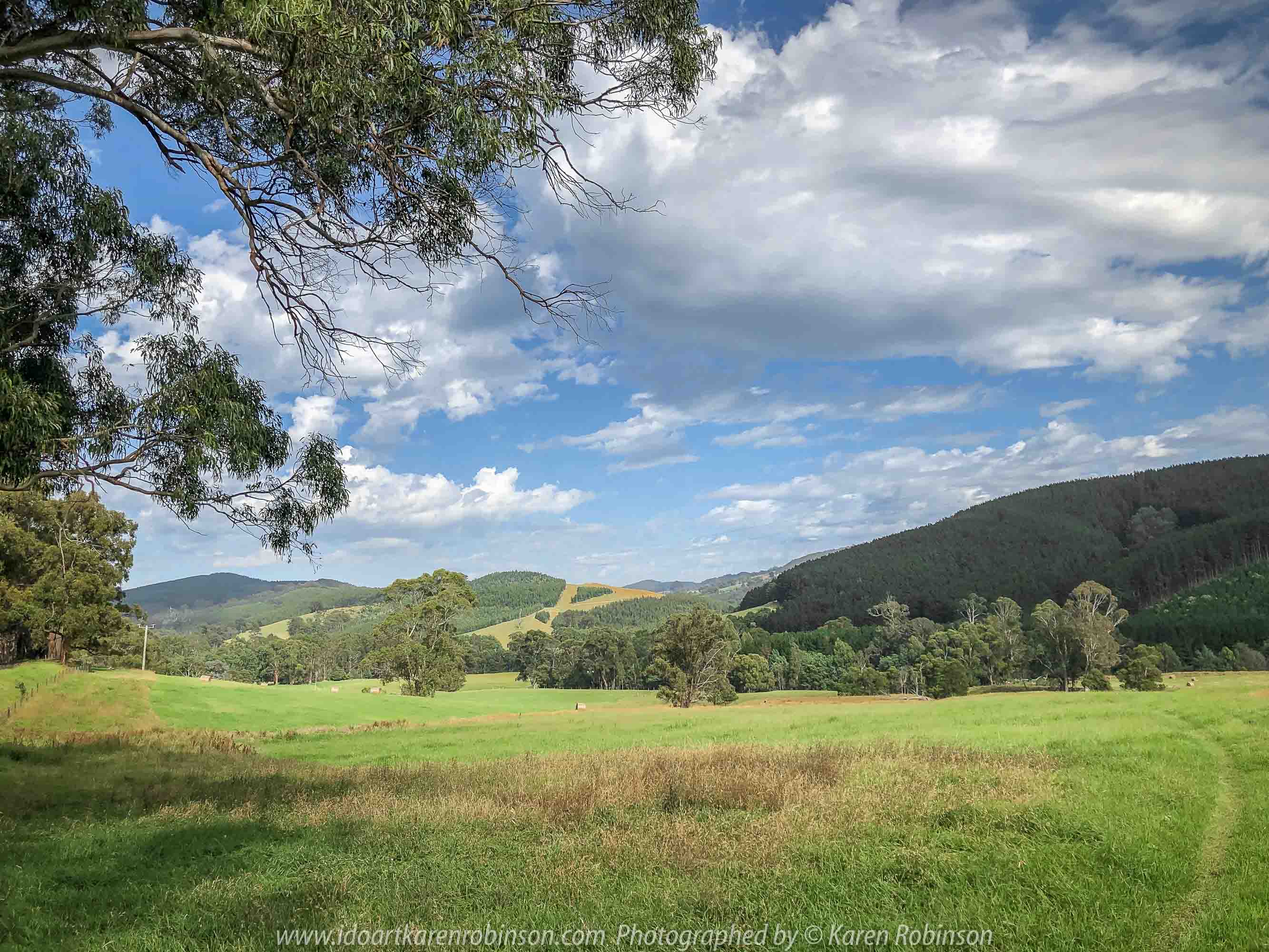 Tarra Valley, Victoria - Australia 'Tarra Valley Road' Photographed by Karen Robinson December 2018 Comments - A magnificent part of Victoria travelling along this road through beautiful scenic farming properties and then alongside of the Tarra River where lush vegetation and the tallest of tress can be found. Stunning scenic drive - just breathtaking!