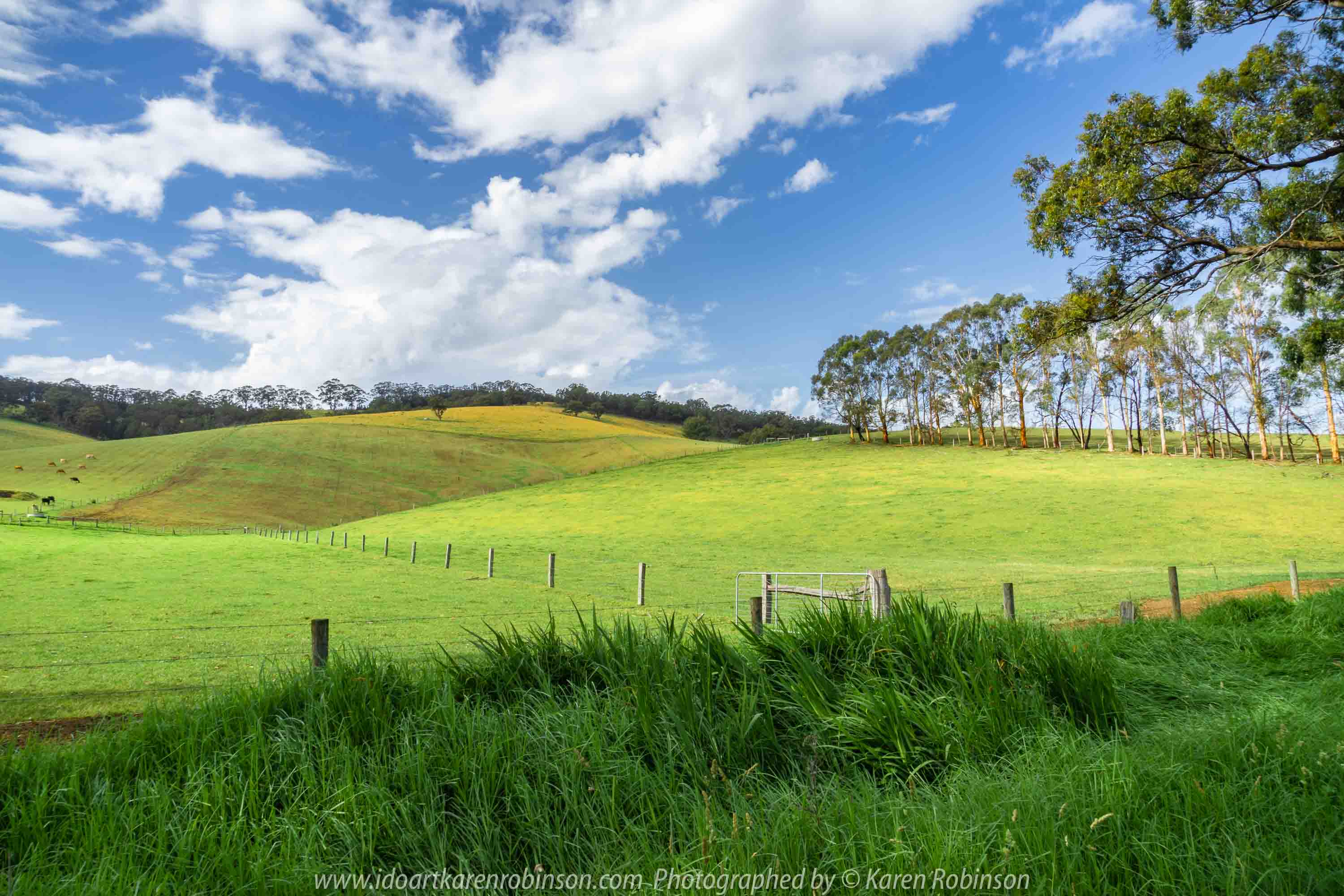 Tarra Valley, Victoria - Australia 'Tarra Valley Road' Photographed by Karen Robinson December 2018 Comments - A magnificent part of Victoria travelling along this road through beautiful scenic farming properties and then alongside of the Tarra River where lush vegetation and the tallest of tress can be found. Stunning scenic drive - just breathtaking!
