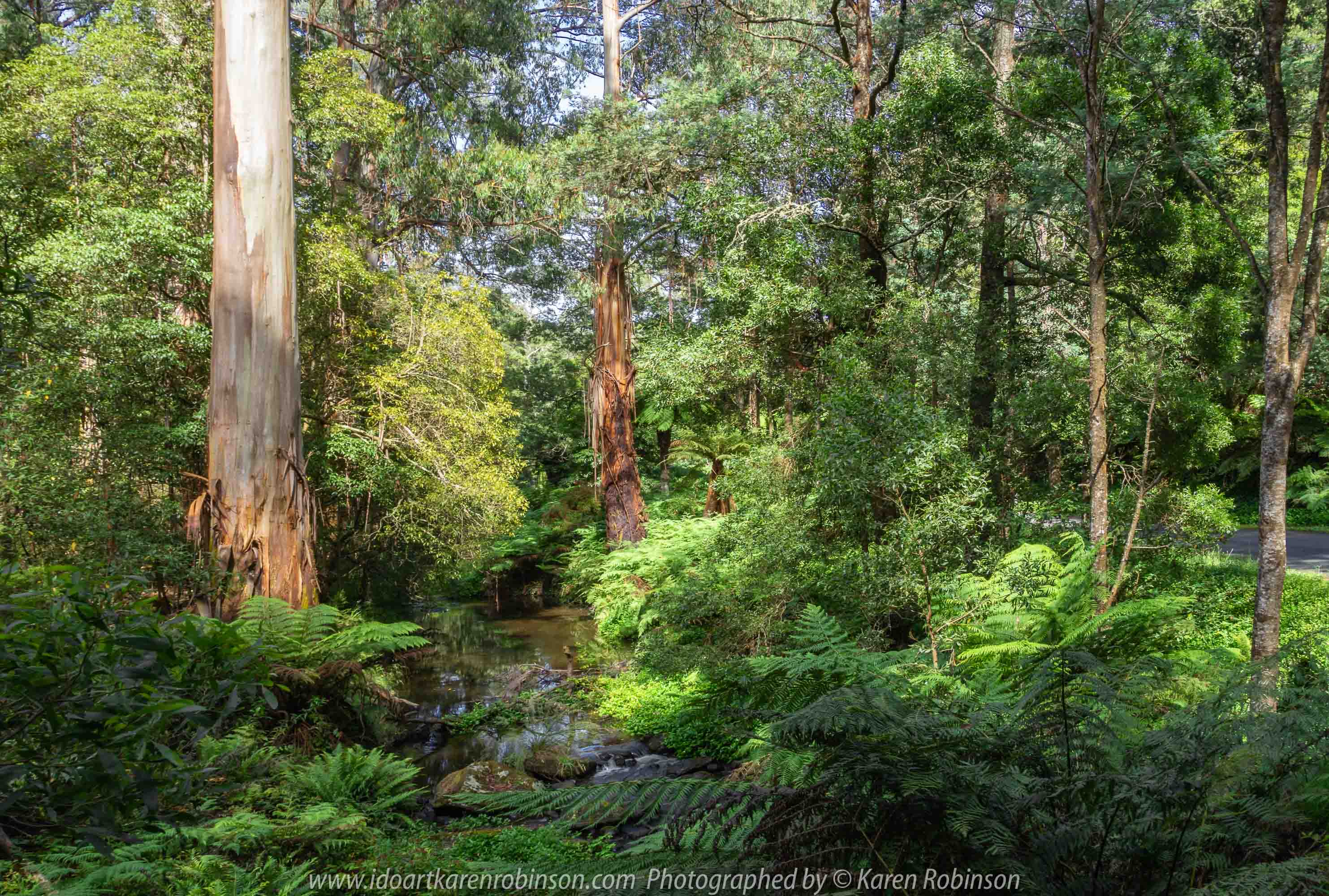 Tarra Valley, Victoria - Australia 'Tarra Valley Road' Photographed by Karen Robinson December 2018 Comments - A magnificent part of Victoria travelling along this road through beautiful scenic farming properties and then alongside of the Tarra River where lush vegetation and the tallest of tress can be found. Stunning scenic drive - just breathtaking!