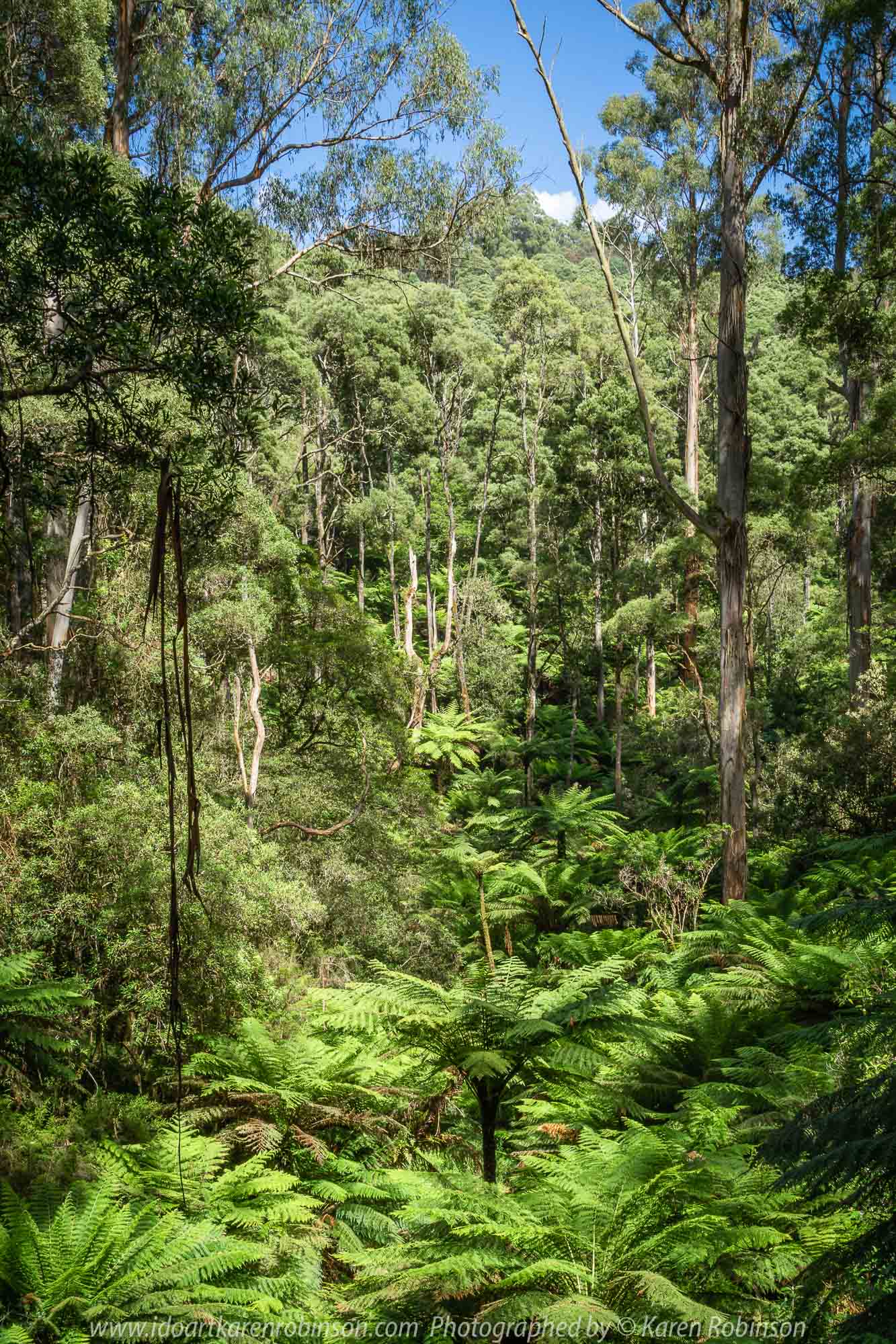 Tarra Valley, Victoria - Australia 'Tarra Valley Road' Photographed by Karen Robinson December 2018 Comments - A magnificent part of Victoria travelling along this road through beautiful scenic farming properties and then alongside of the Tarra River where lush vegetation and the tallest of tress can be found. Stunning scenic drive - just breathtaking!