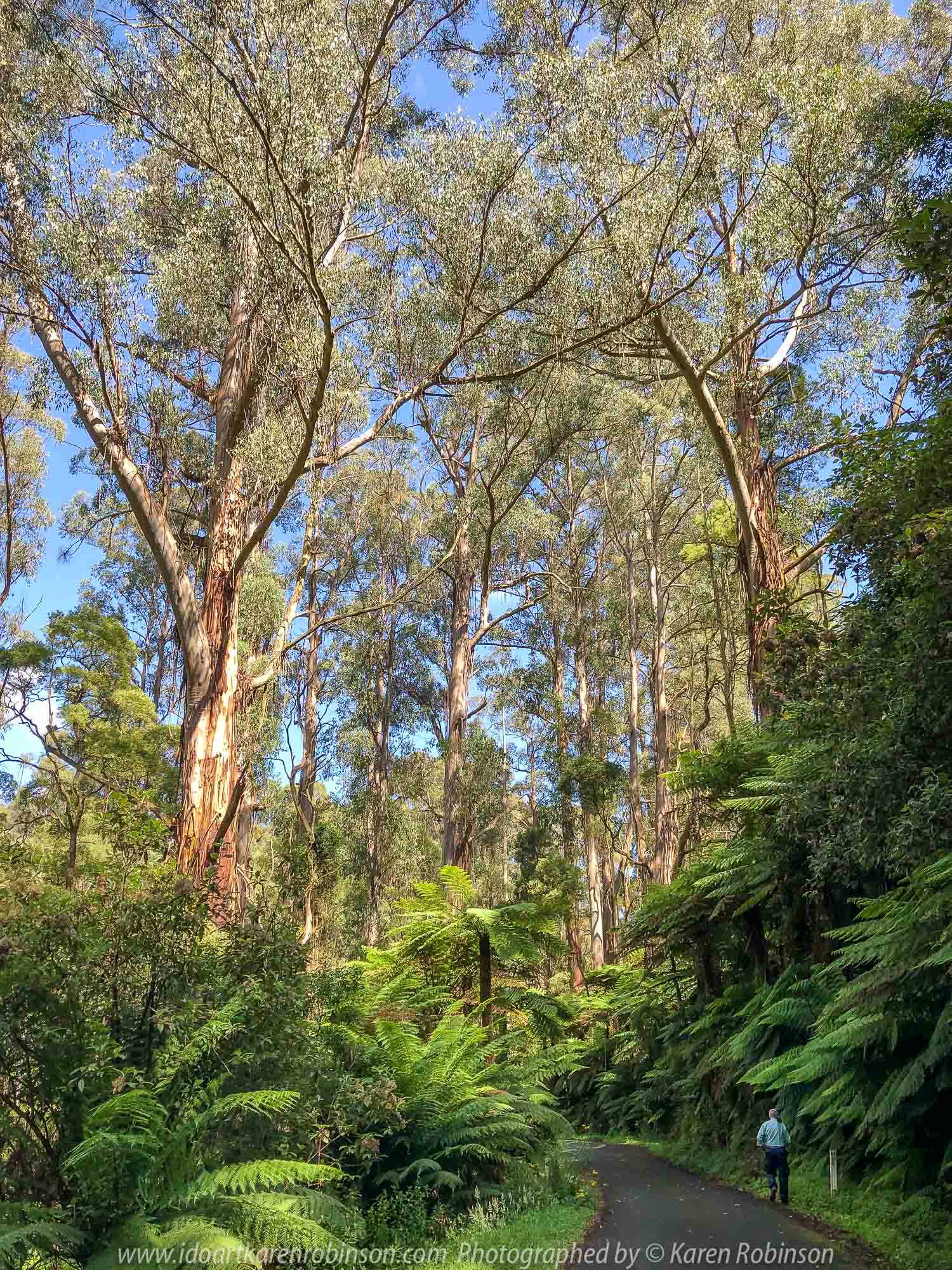 Tarra Valley, Victoria - Australia 'Tarra Valley Road' Photographed by Karen Robinson December 2018 Comments - A magnificent part of Victoria travelling along this road through beautiful scenic farming properties and then alongside of the Tarra River where lush vegetation and the tallest of tress can be found. Stunning scenic drive - just breathtaking!