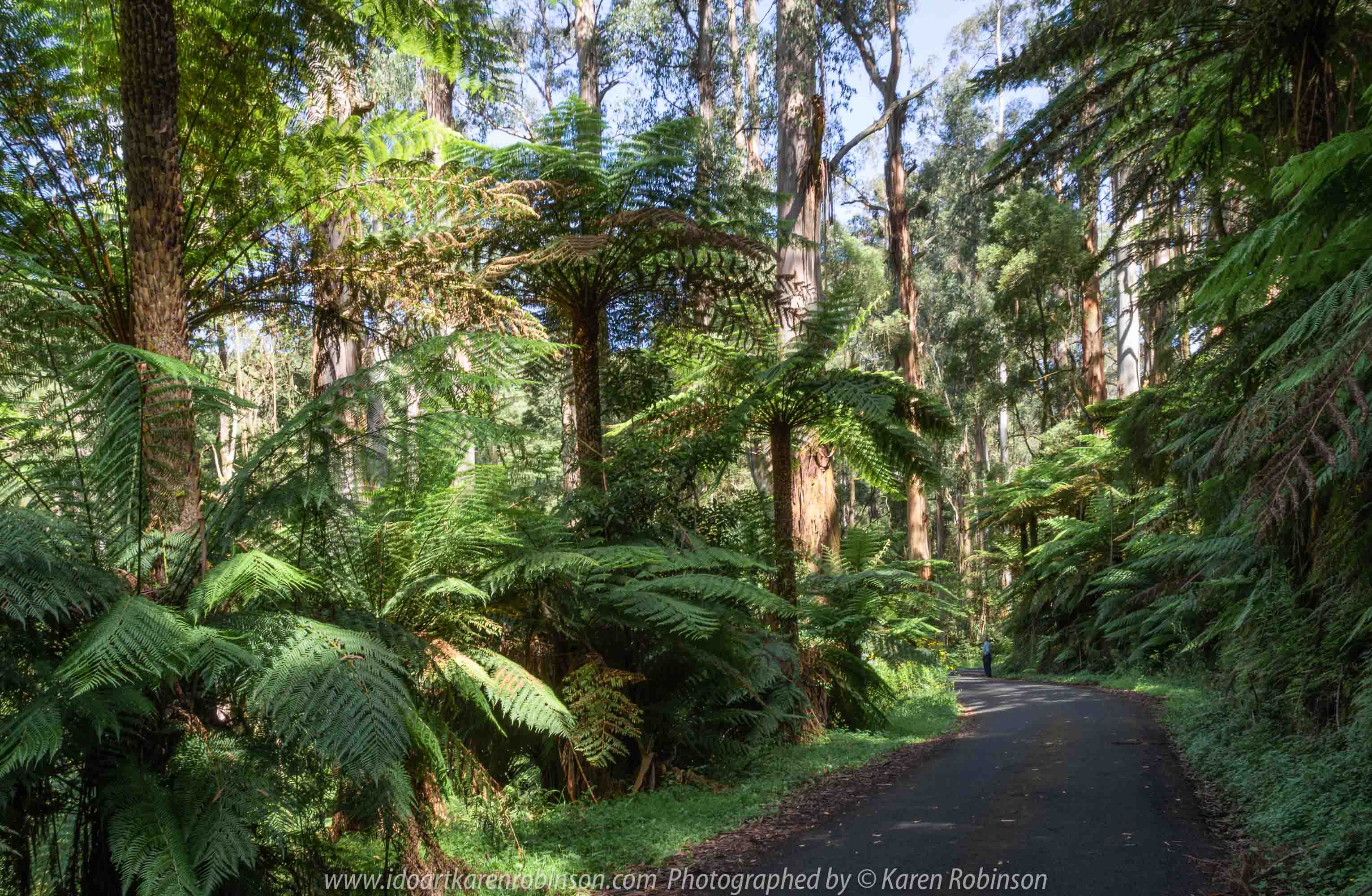 Tarra Valley, Victoria - Australia 'Tarra Valley Road' Photographed by Karen Robinson December 2018 Comments - A magnificent part of Victoria travelling along this road through beautiful scenic farming properties and then alongside of the Tarra River where lush vegetation and the tallest of tress can be found. Stunning scenic drive - just breathtaking!