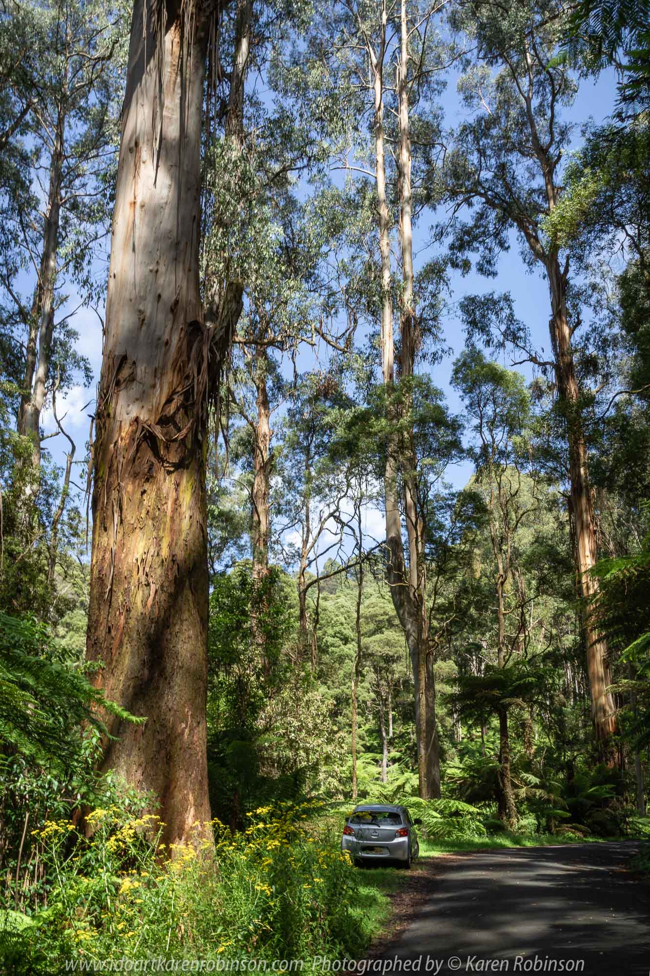 Tarra Valley, Victoria - Australia 'Tarra Valley Road' Photographed by Karen Robinson December 2018 Comments - A magnificent part of Victoria travelling along this road through beautiful scenic farming properties and then alongside of the Tarra River where lush vegetation and the tallest of tress can be found. Stunning scenic drive - just breathtaking!