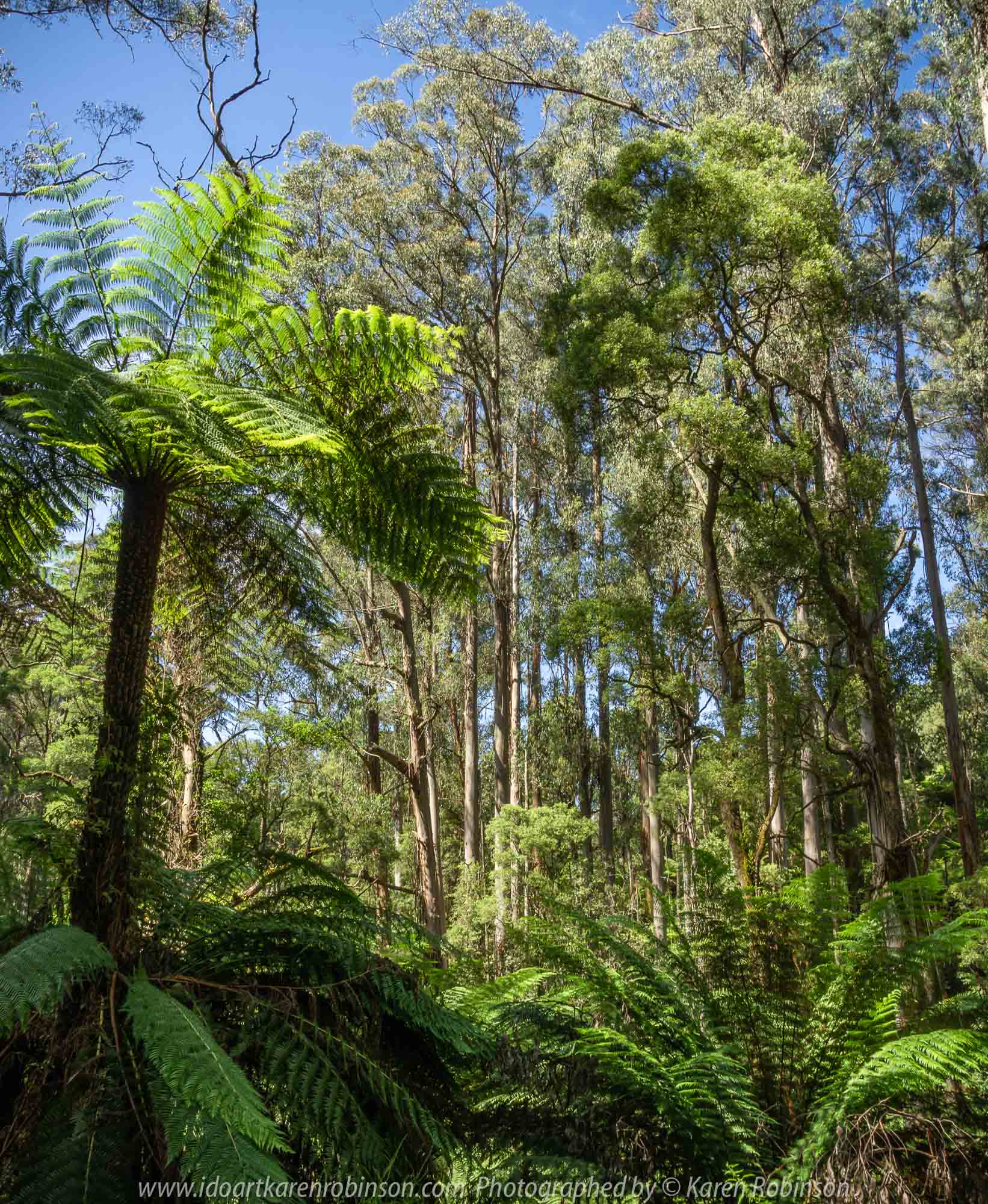 Tarra Valley, Victoria - Australia 'Tarra Valley Road' Photographed by Karen Robinson December 2018 Comments - A magnificent part of Victoria travelling along this road through beautiful scenic farming properties and then alongside of the Tarra River where lush vegetation and the tallest of tress can be found. Stunning scenic drive - just breathtaking!