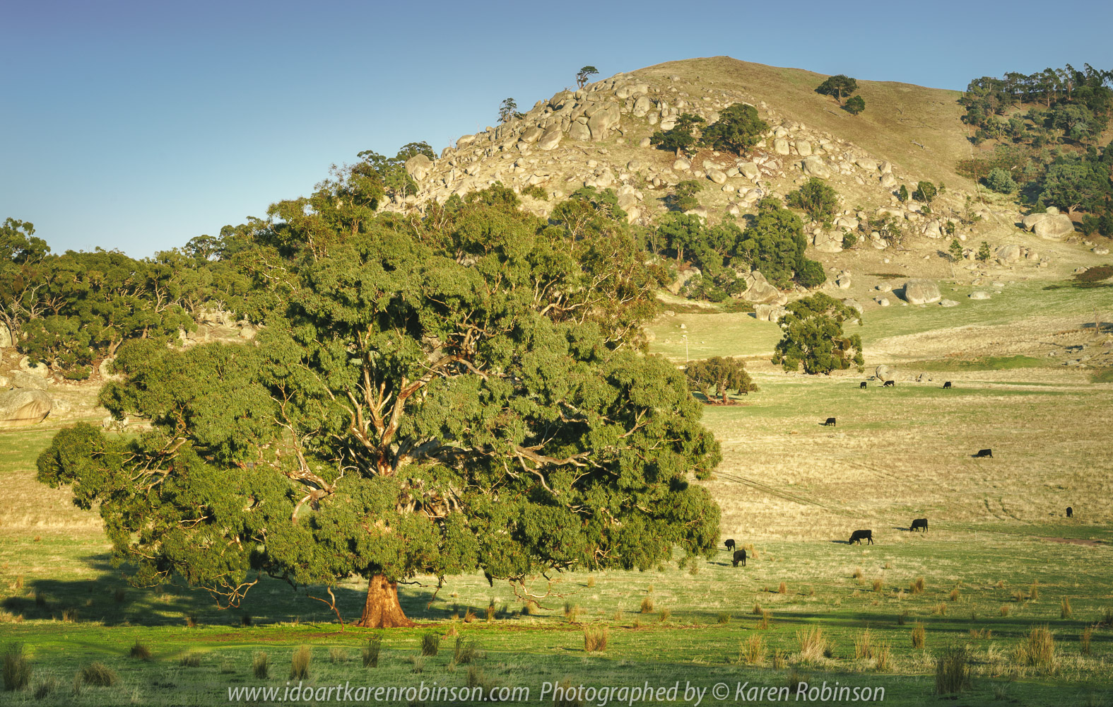 Tooborac, Victoria - Australia 'Tooborac-Baynton Road' Photographed by Karen Robinson April 2021 Comments: Morning drive through farms amongst fields of huge granite boulders. Photograph of cattle while grazing.