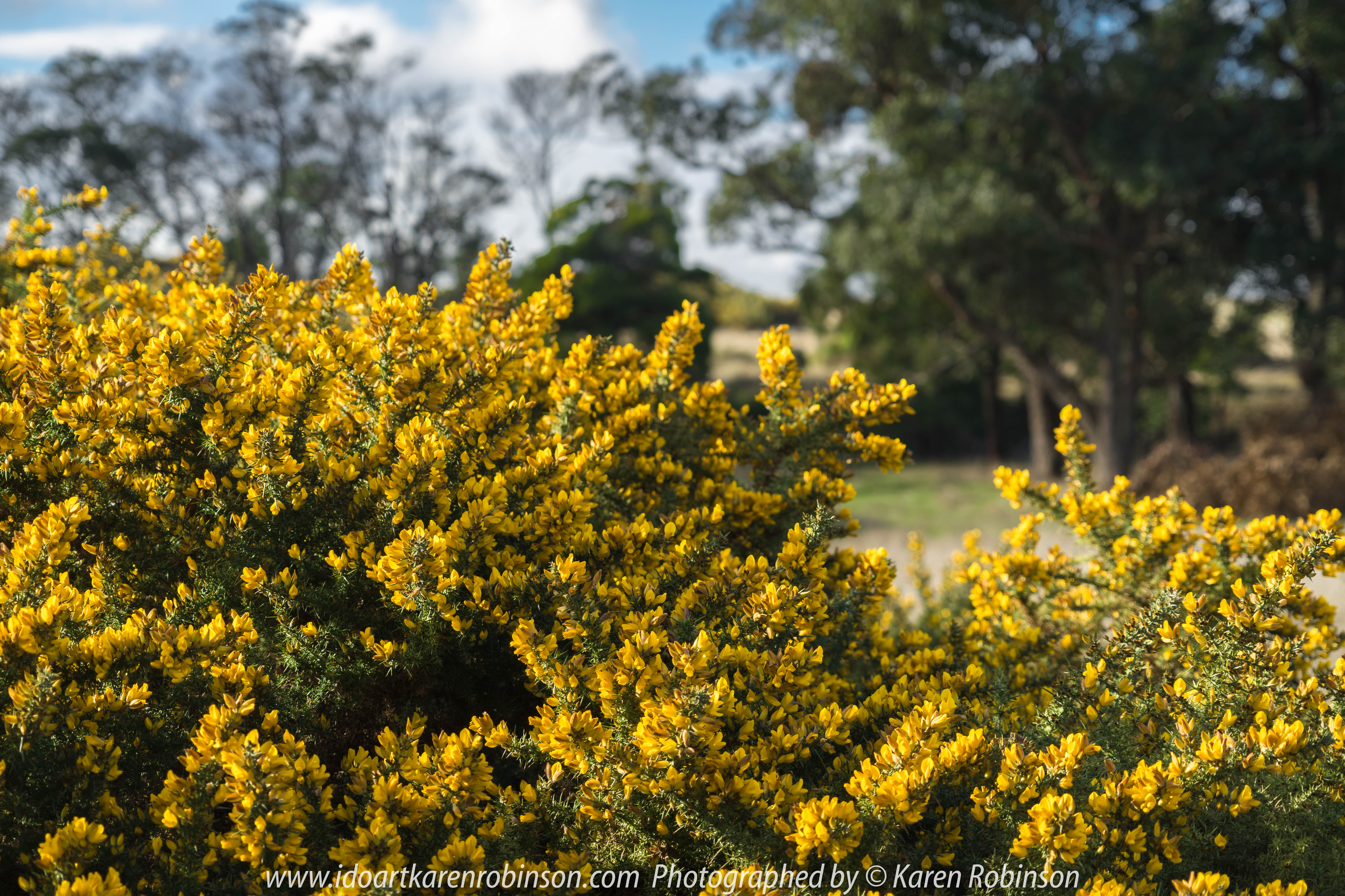 Wallan Region, Victoria – Australia "Rural Landscape"_Photographed by ©Karen Robinson www.idoartkarenrobinson.com July 2017. Comments: Day out with daughter photographing landscape and wildlife on a beautiful winter's day.