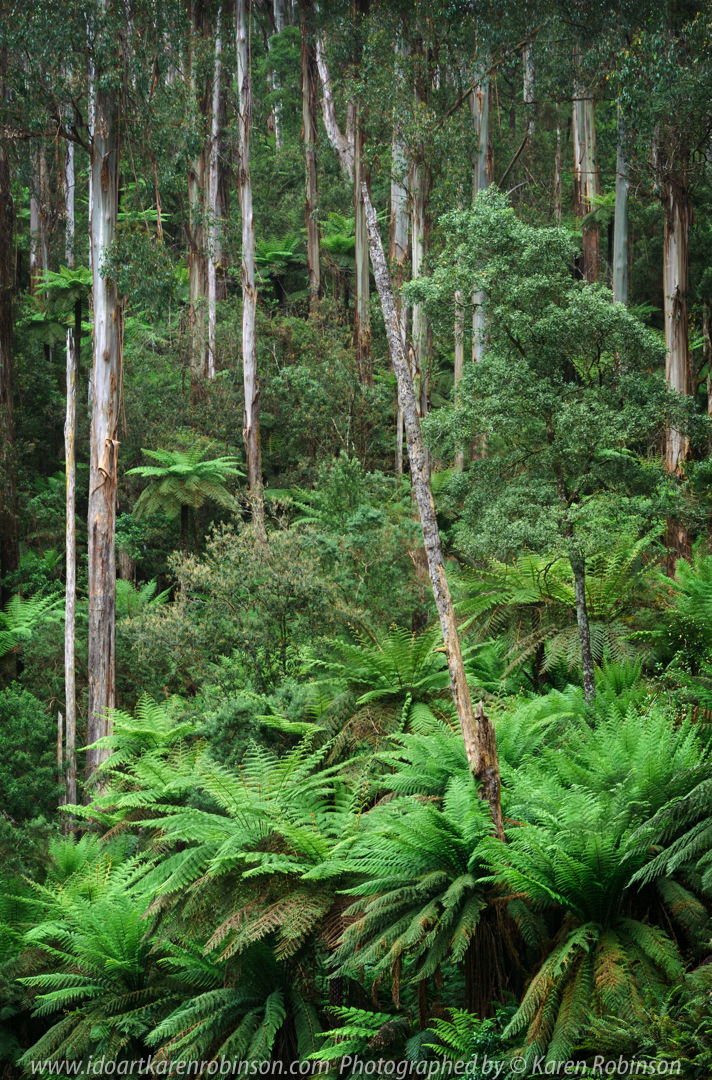 Warburton, Victoria - Australia 'Donna Buang Road Tree Ferns' Photographed by ©Karen Robinson Nov 2020 Comments - Beautiful lush green roadside mountain covered tree ferns.