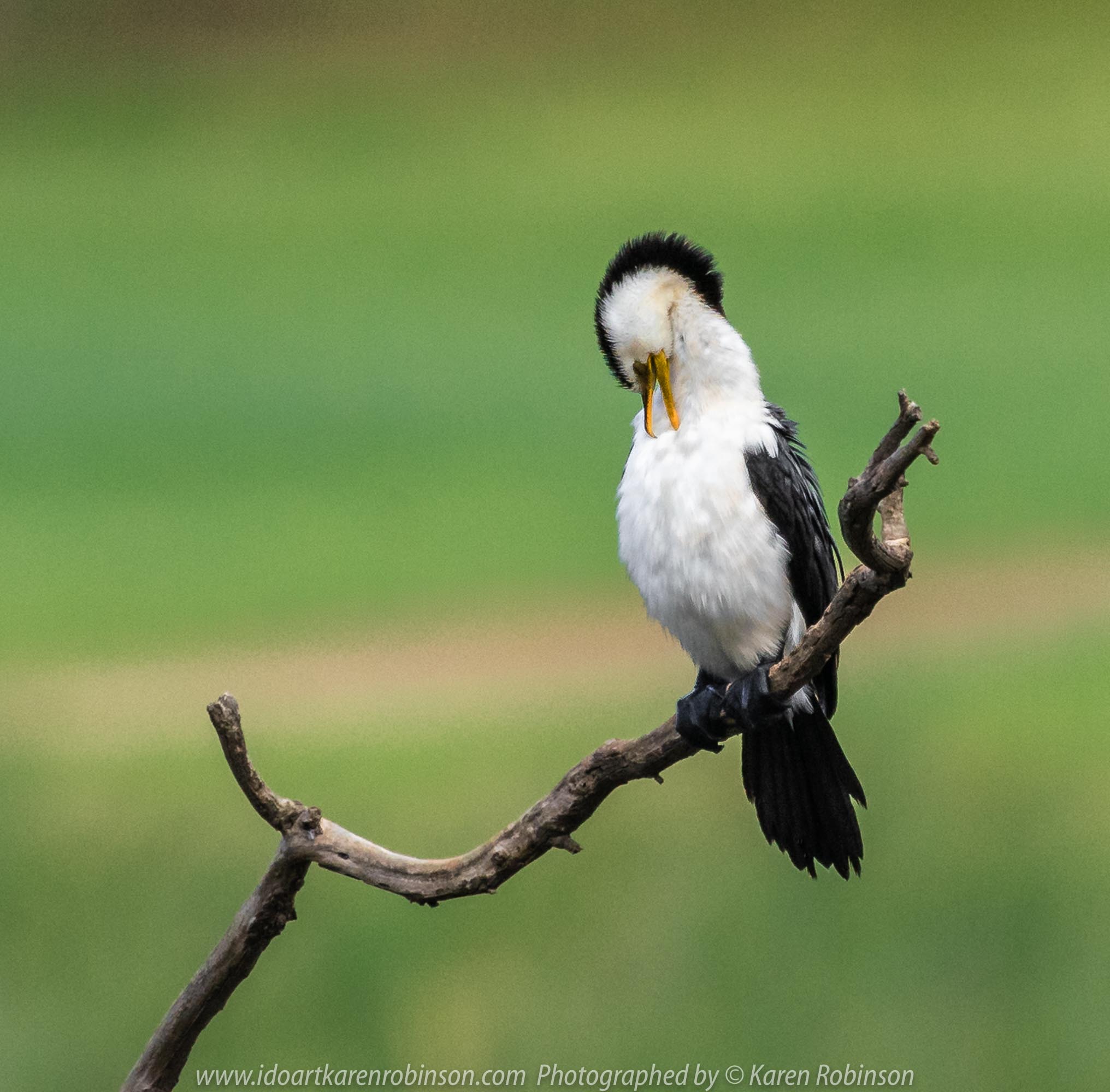 Werribee South, Victoria - Australia 'Werribee River K Road' Photograph by Karen Robinson February 2019 Comments - A morning out with hubby and me with granddaughter and daughter photographing rare sighting of an Eastern Osprey water bird. Photograph featuring Little Pied Cormorant.