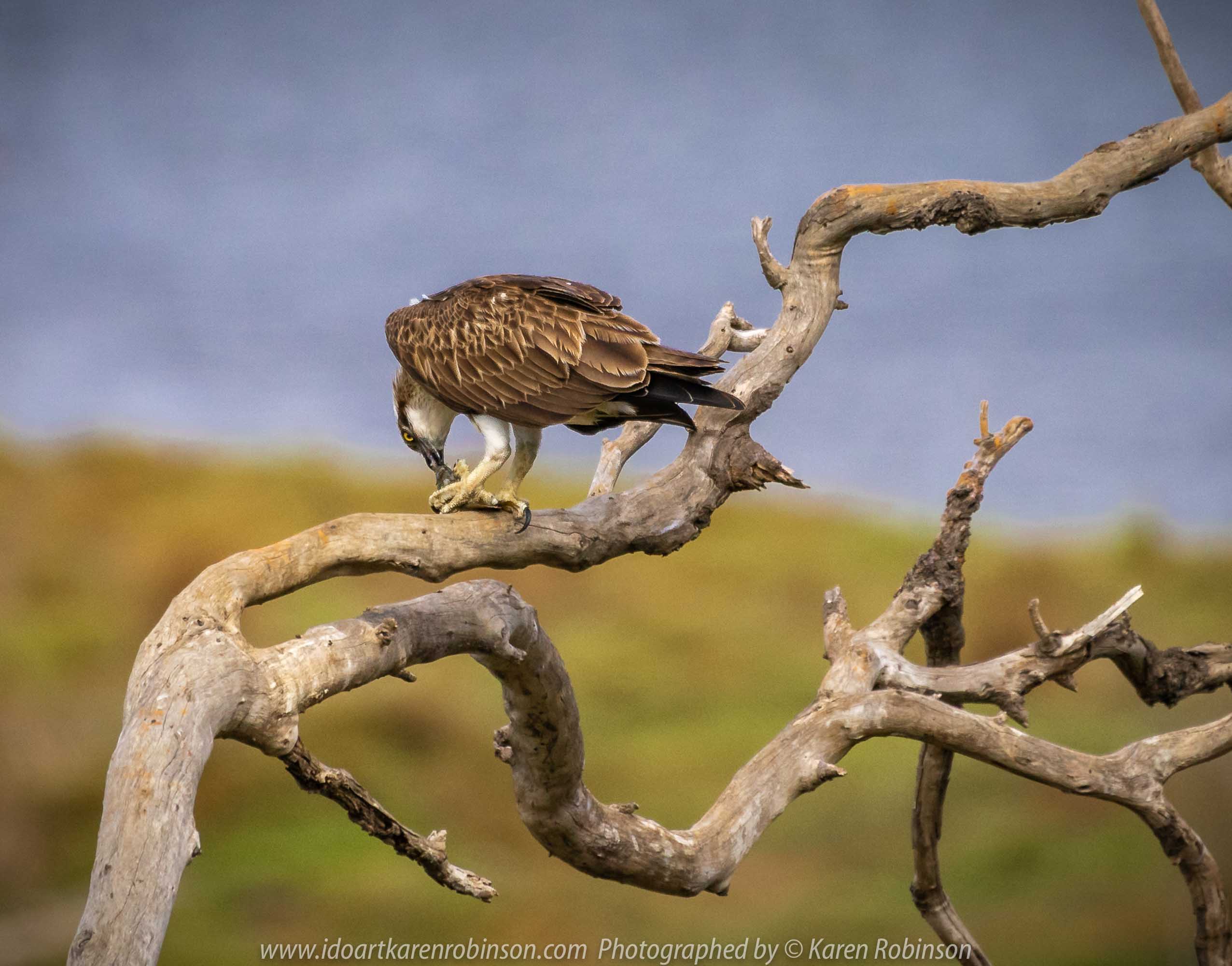 Werribee South, Victoria - Australia 'Werribee River K Road' Photograph by Karen Robinson February 2019 Comments - A morning out with hubby and me with granddaughter and daughter photographing rare sighting of an Eastern Osprey water bird. Photograph featuring Eastern Osprey.