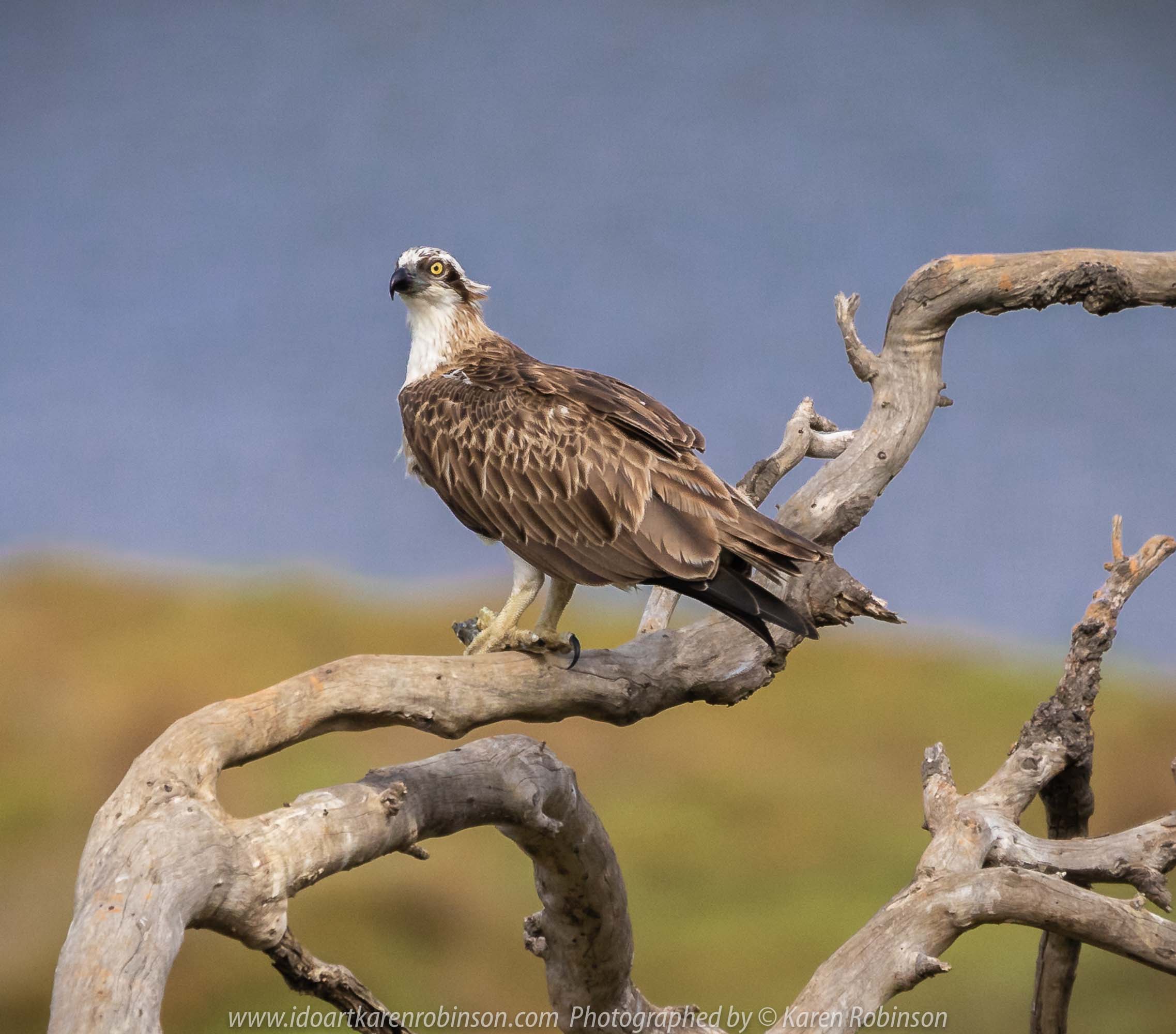 Werribee South, Victoria - Australia 'Werribee River K Road' Photograph by Karen Robinson February 2019 Comments - A morning out with hubby and me with granddaughter and daughter photographing rare sighting of an Eastern Osprey water bird. Photograph featuring Eastern Osprey.