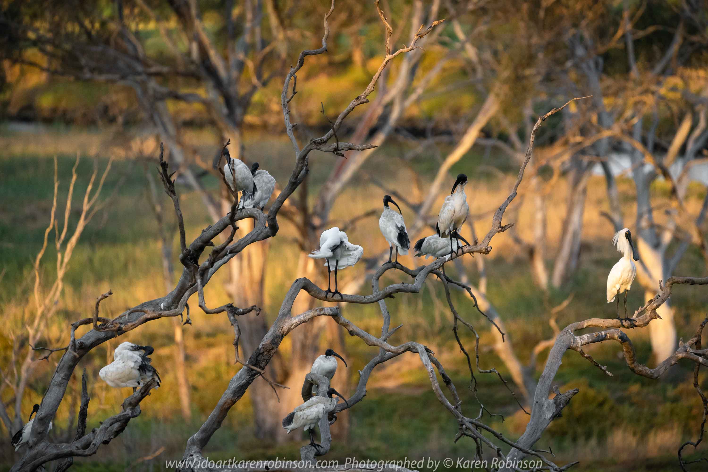 Werribee South, Victoria - Australia 'Werribee River K Road' Photograph by Karen Robinson February 2019 Comments - A morning out with hubby and me with granddaughter and daughter photographing rare sighting of an Eastern Osprey water bird. Photograph featuring Australian White Ibis. Photograph featuring Royal Spoonbill