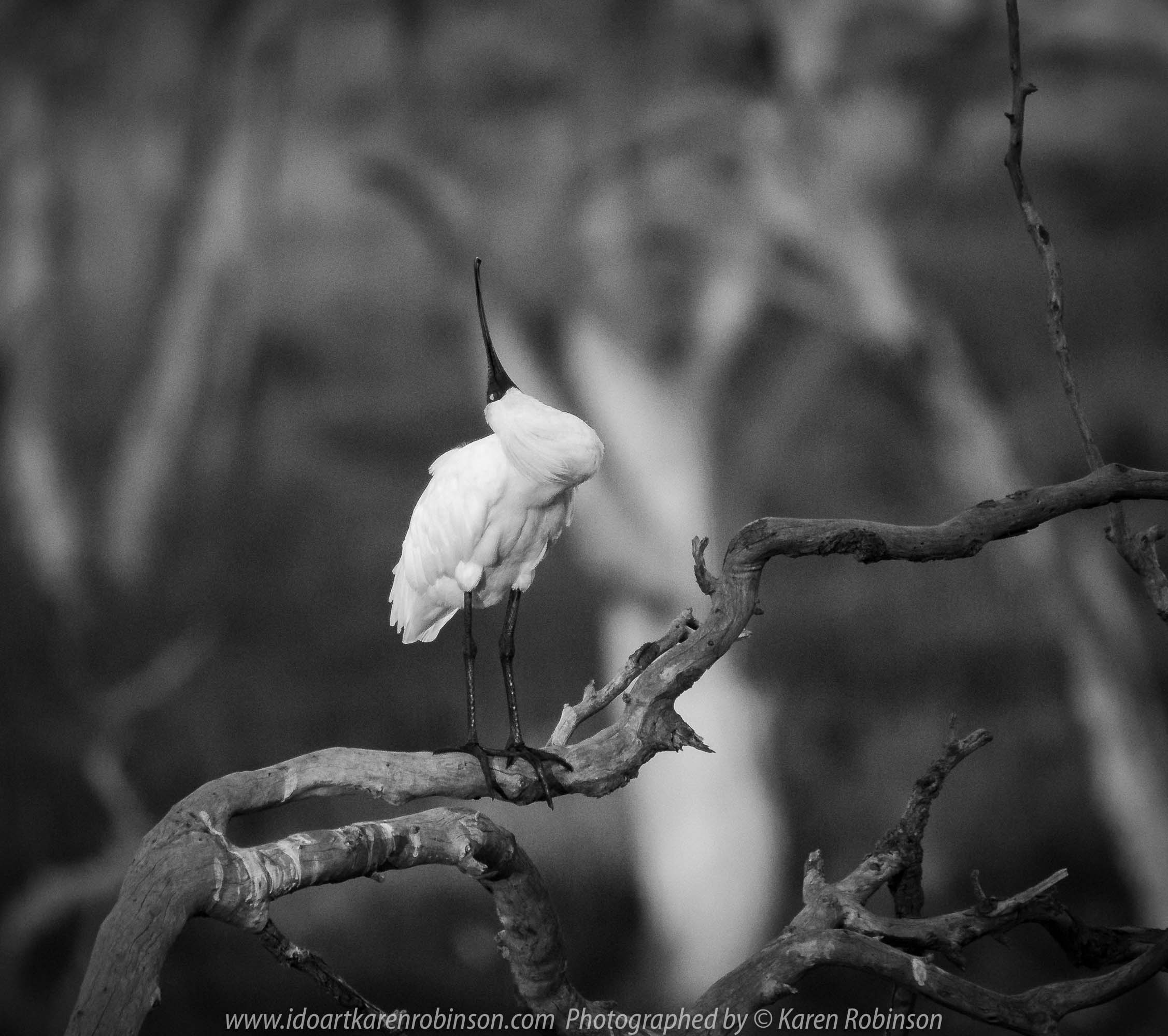 Werribee South, Victoria - Australia 'Werribee River K Road' Photograph by Karen Robinson February 2019 Comments - A morning out with hubby and me with granddaughter and daughter photographing rare sighting of an Eastern Osprey water bird. Photograph featuring Royal Spoonbill