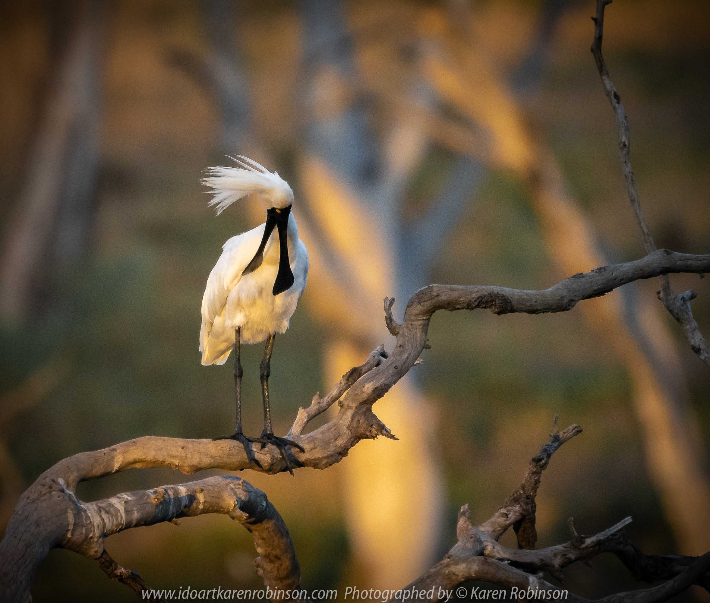 Werribee South, Victoria - Australia 'Werribee River K Road' Photograph by Karen Robinson February 2019 Comments - A morning out with hubby and me with granddaughter and daughter photographing rare sighting of an Eastern Osprey water bird. Photograph featuring Royal Spoonbill