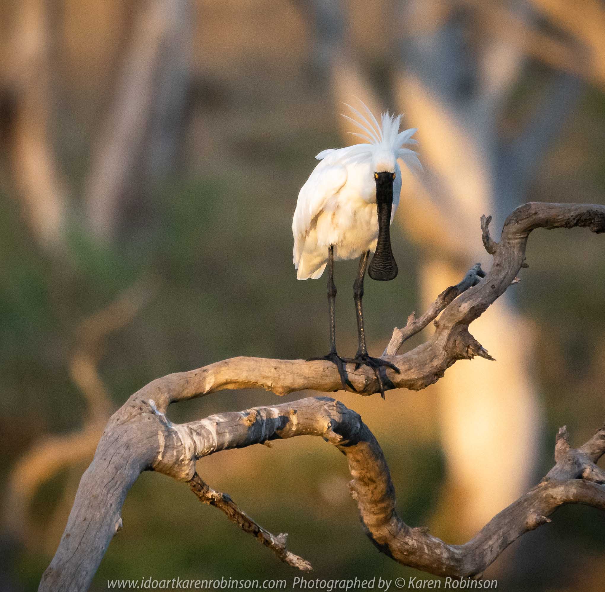 Werribee South, Victoria - Australia 'Werribee River K Road' Photograph by Karen Robinson February 2019 Comments - A morning out with hubby and me with granddaughter and daughter photographing rare sighting of an Eastern Osprey water bird. Photograph featuring Royal Spoonbill