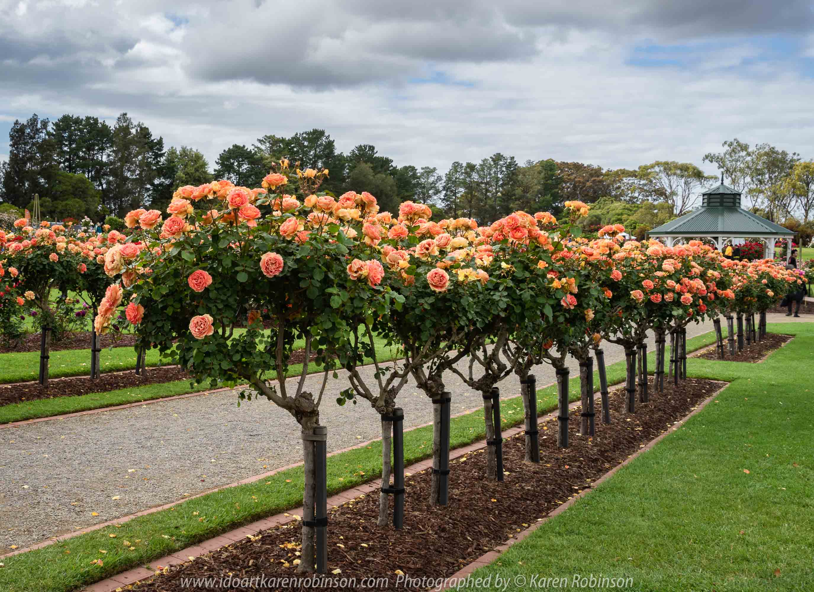 Werribee, Victoria - Australia 'Victoria State Rose Garden' Photographed by Karen Robinson November 2018 Comments - Beautiful display of colourful roses.