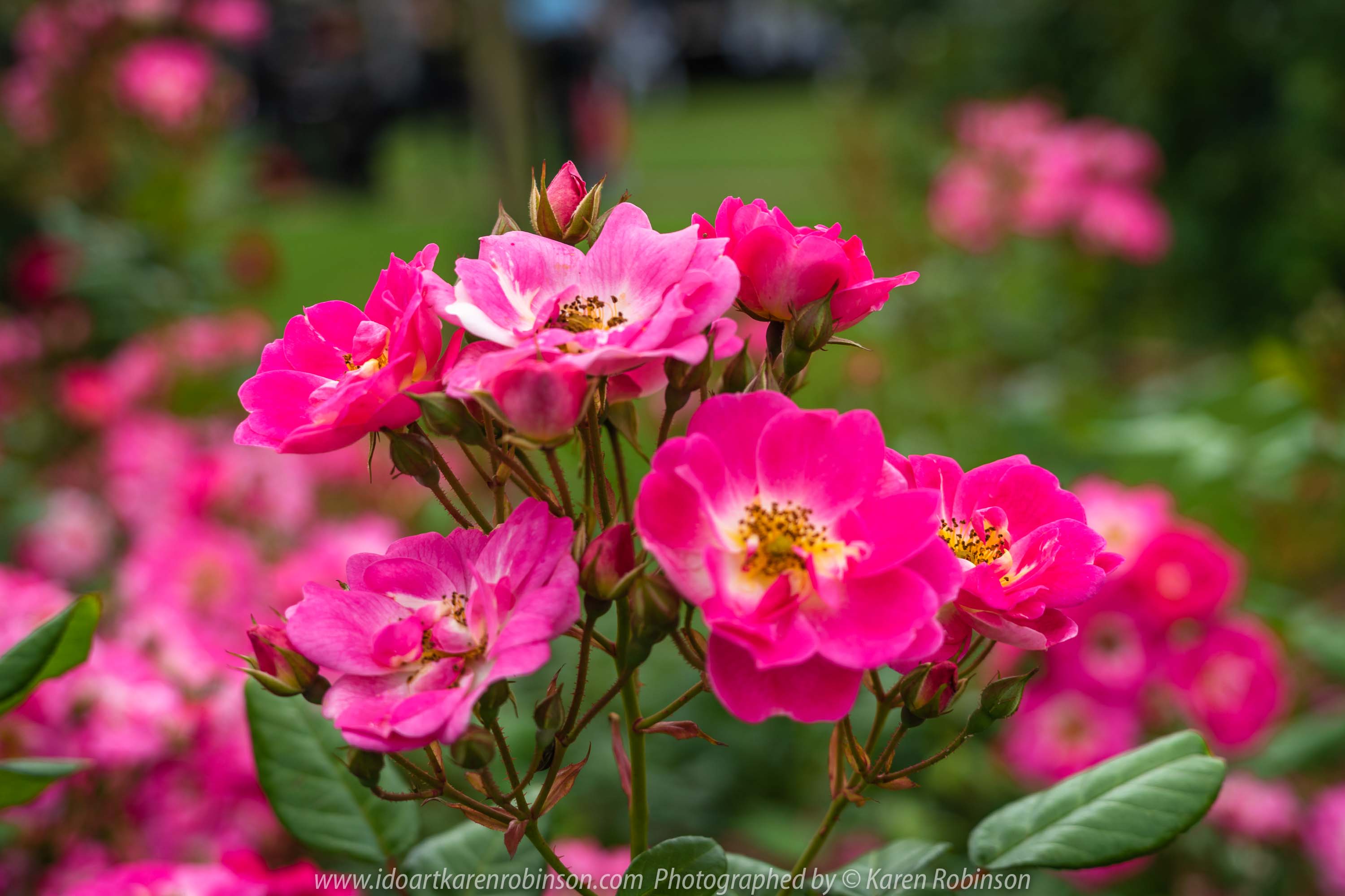 Werribee, Victoria - Australia 'Victoria State Rose Garden' Photographed by Karen Robinson November 2018 Comments - Beautiful display of colourful roses.
