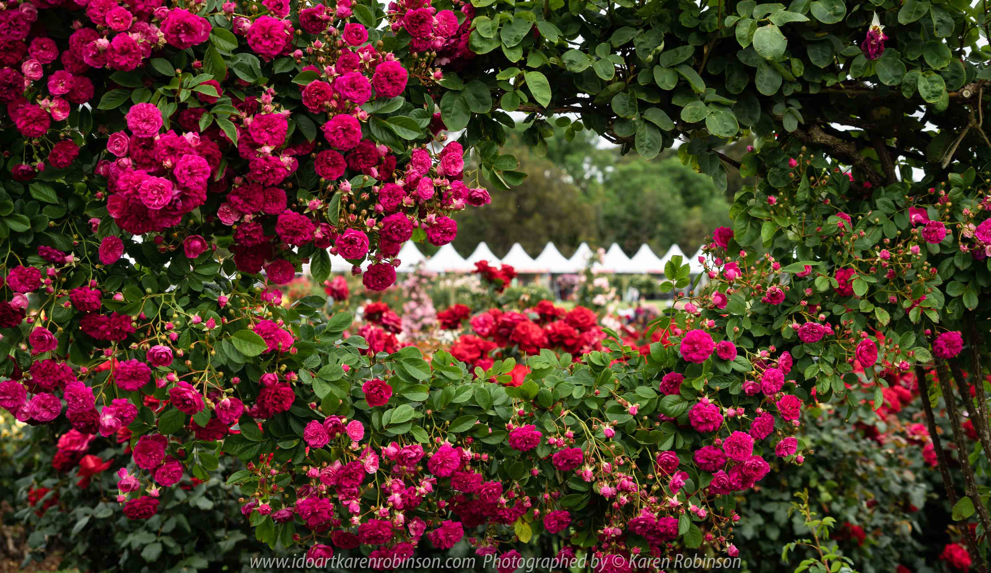 Werribee, Victoria - Australia 'Victoria State Rose Garden' Photographed by Karen Robinson November 2018 Comments - Beautiful display of colourful roses.