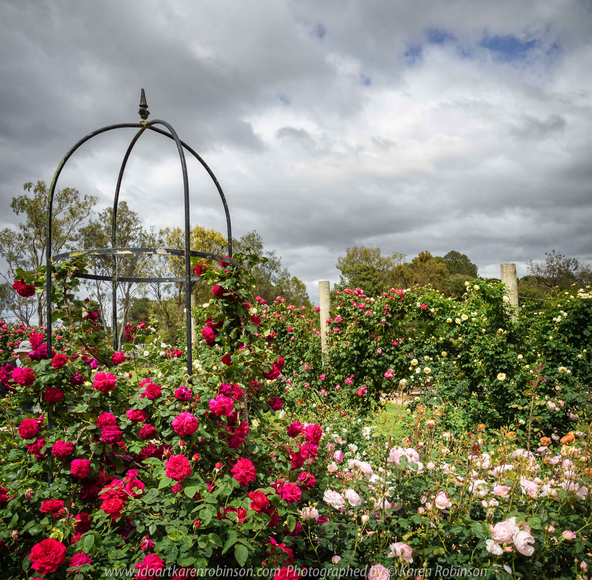 Werribee, Victoria - Australia 'Victoria State Rose Garden' Photographed by Karen Robinson November 2018 Comments - Beautiful display of colourful roses.