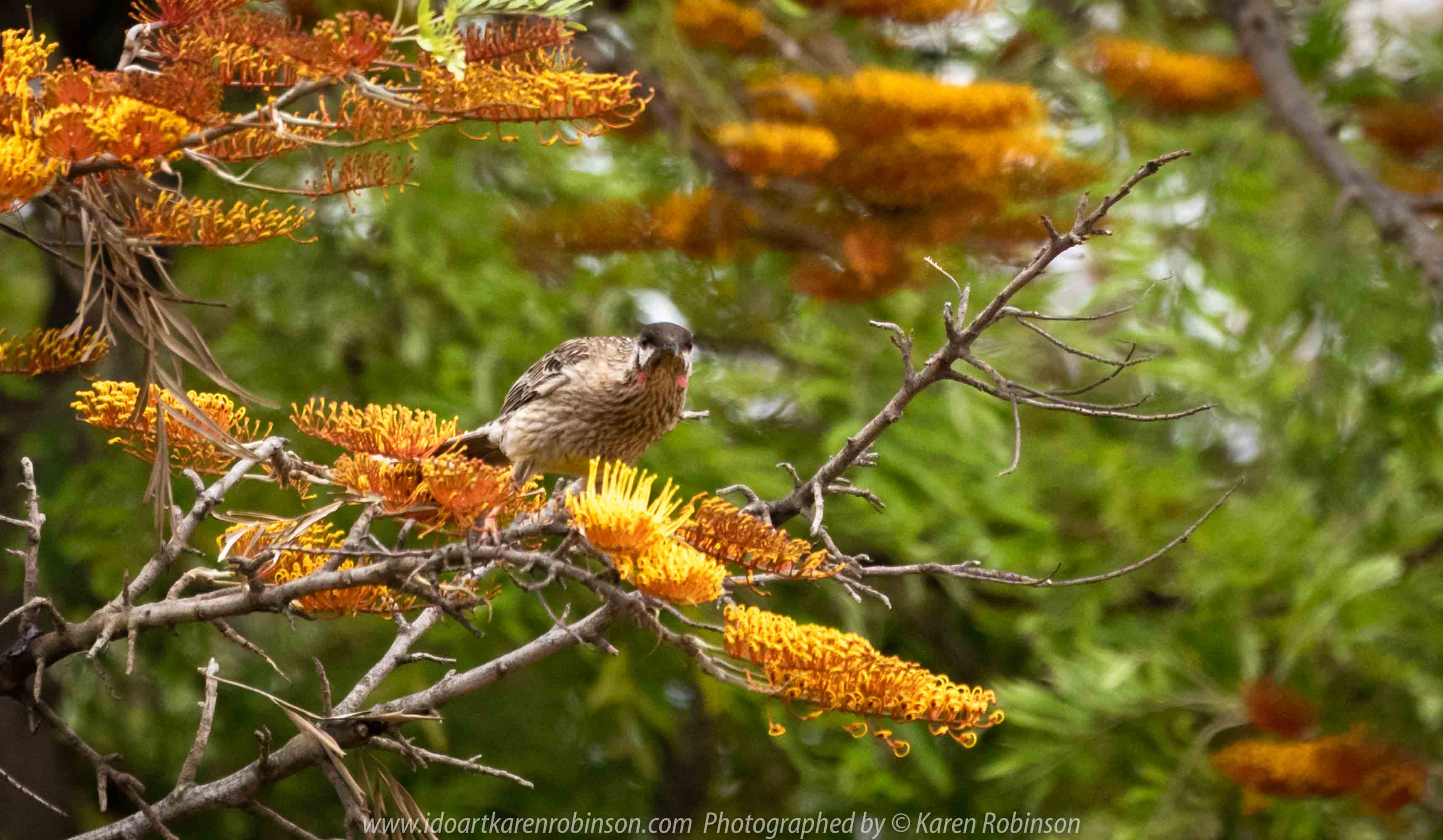Werribee, Victoria - Australia 'Victoria State Rose Garden' Photographed by Karen Robinson November 2018 Comments - Just outside of the rose gardens we found ourselves sighting numerous birds. Photograph featuring Red Wattle Bird.
