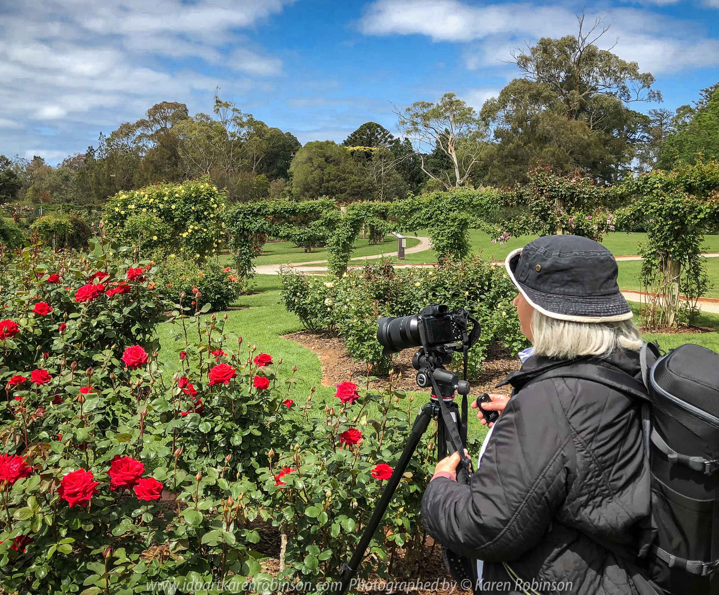 Werribee, Victoria - Australia 'Victoria State Rose Garden' Photographed by Karen Robinson November 2018 Comments - Beautiful display of colourful roses.