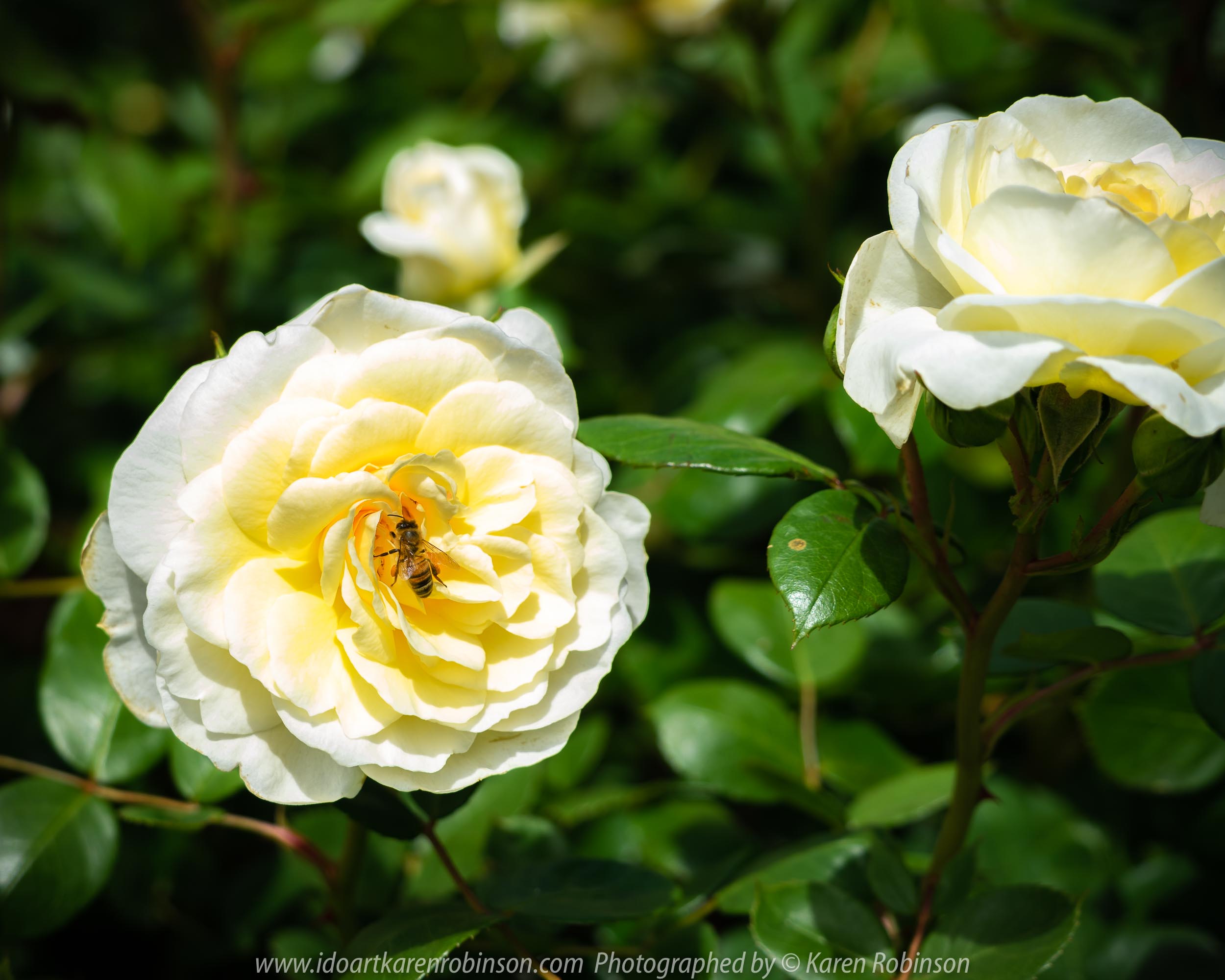 Werribee, Victoria - Australia 'Victoria State Rose Garden' Photographed by Karen Robinson November 2018 Comments - Beautiful display of colourful roses.