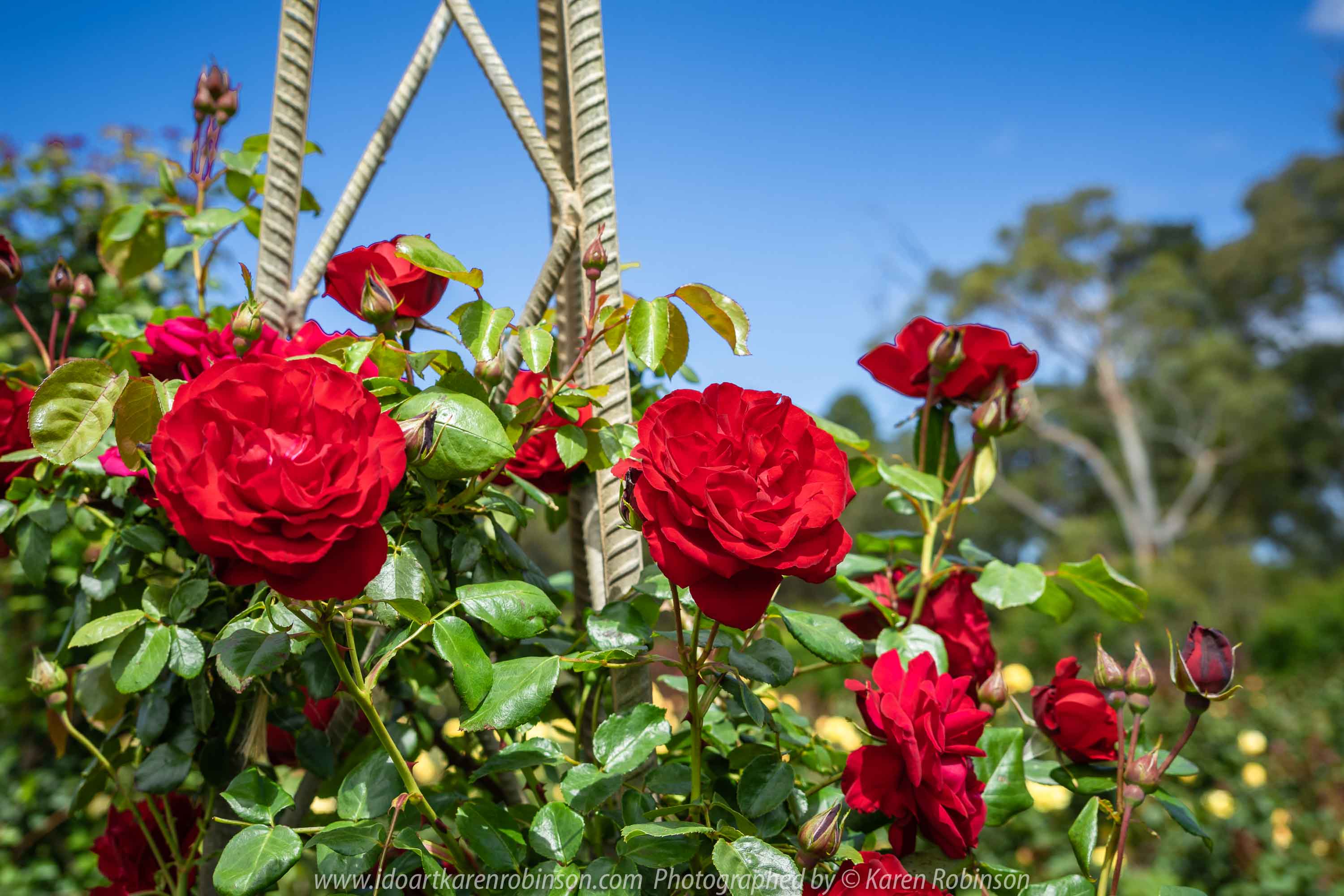 Werribee, Victoria - Australia 'Victoria State Rose Garden' Photographed by Karen Robinson November 2018 Comments - Beautiful display of colourful roses.