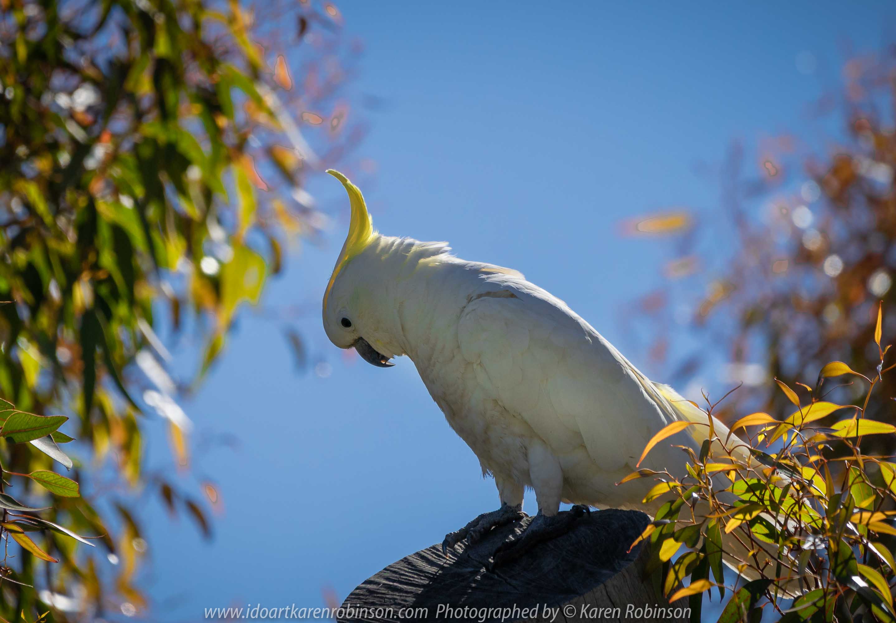Westmeadows, Victoria - Australia 'Sulphur-crested Cockatoo' Photographed by Karen Robinson Nov 2018 Comments - Sulphur-crested Cockatoo living in the hollow of an old gumtree located alongside of a busy local back-street. Comes each year at the same time to nest.