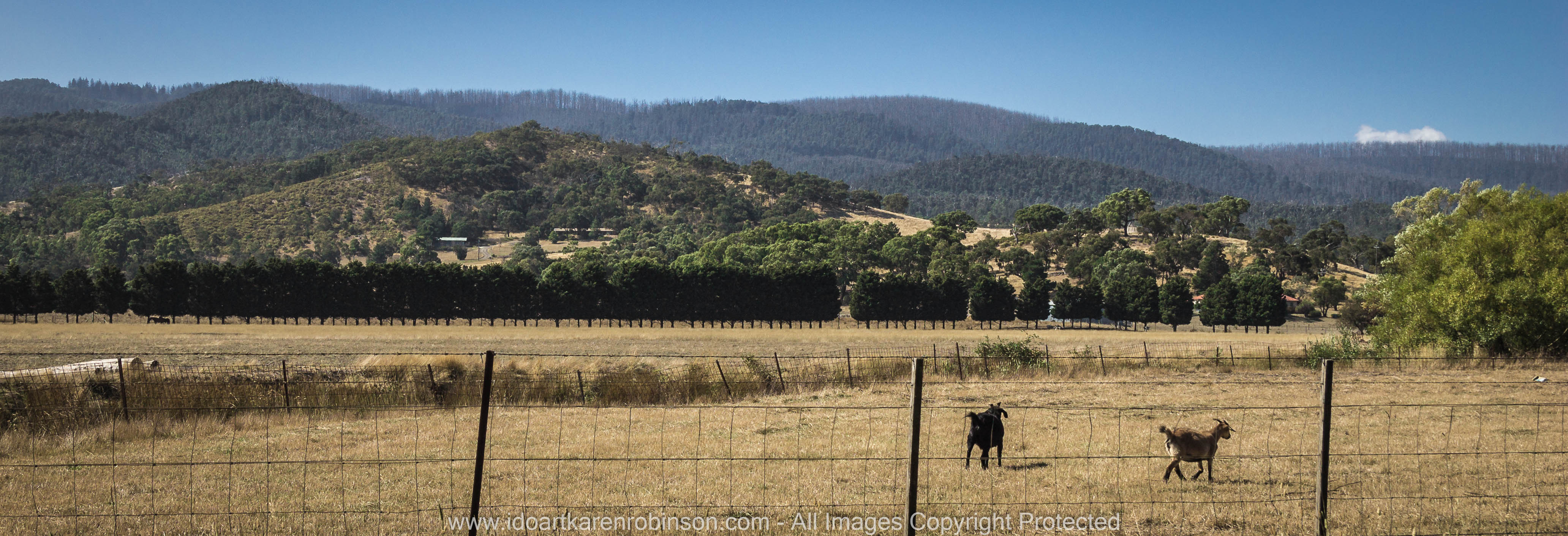Whittlesea, Victoria - Australia 'Farmlands & Mount Disappointment State Forest Region' Photographed by © Karen Robinson www.idoartkarenrobinson.com March 2017