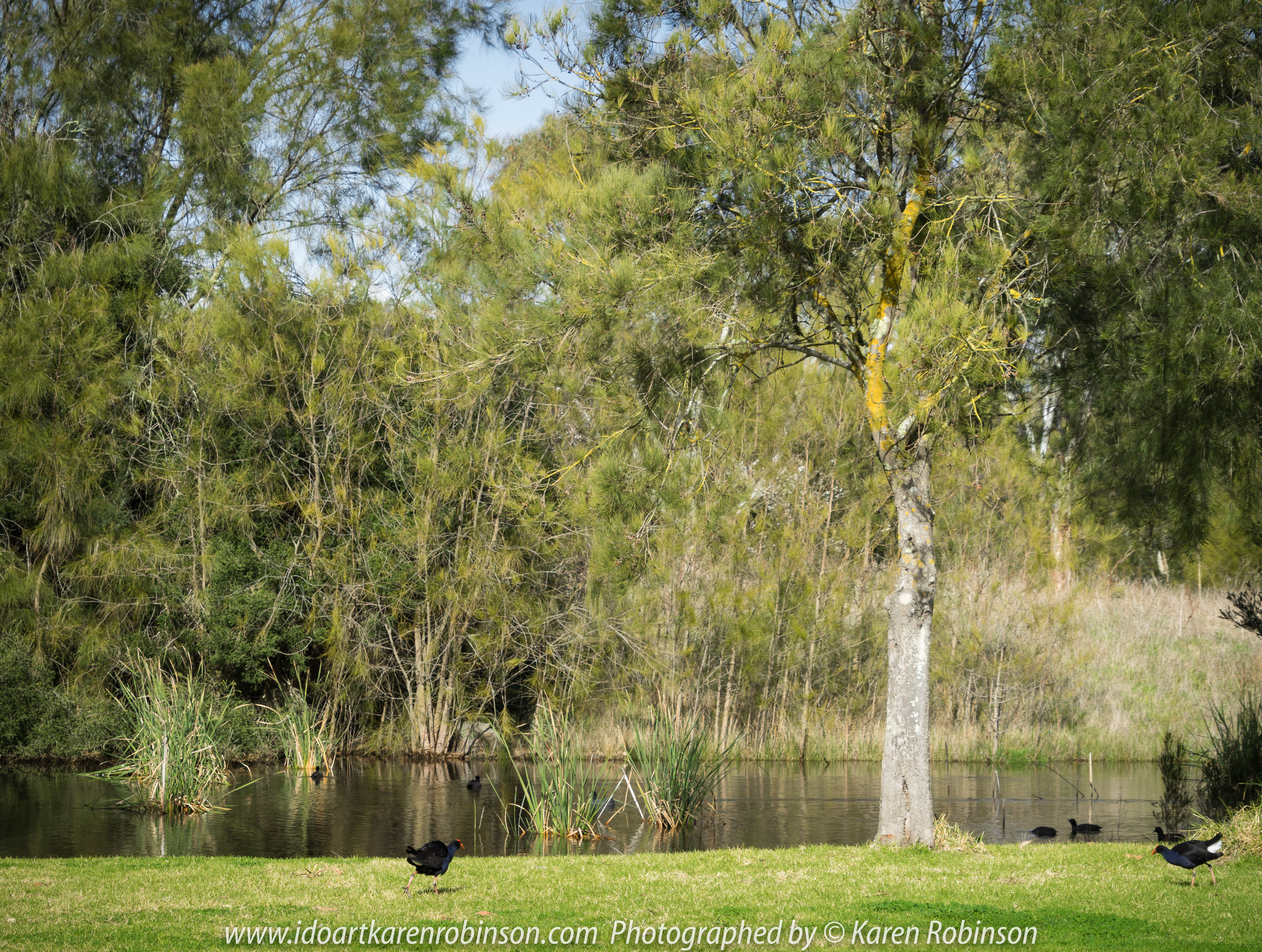 Yan Yean Region, Victoria - Australia_Photographed by ©Karen Robinson www.idoartkarenrobinson.com 2017 Aug 27 Comments: Chilly Winter's day just off Ridge Road at Yan Yean Top Lookout - Yan Yean Reservoir Park.
