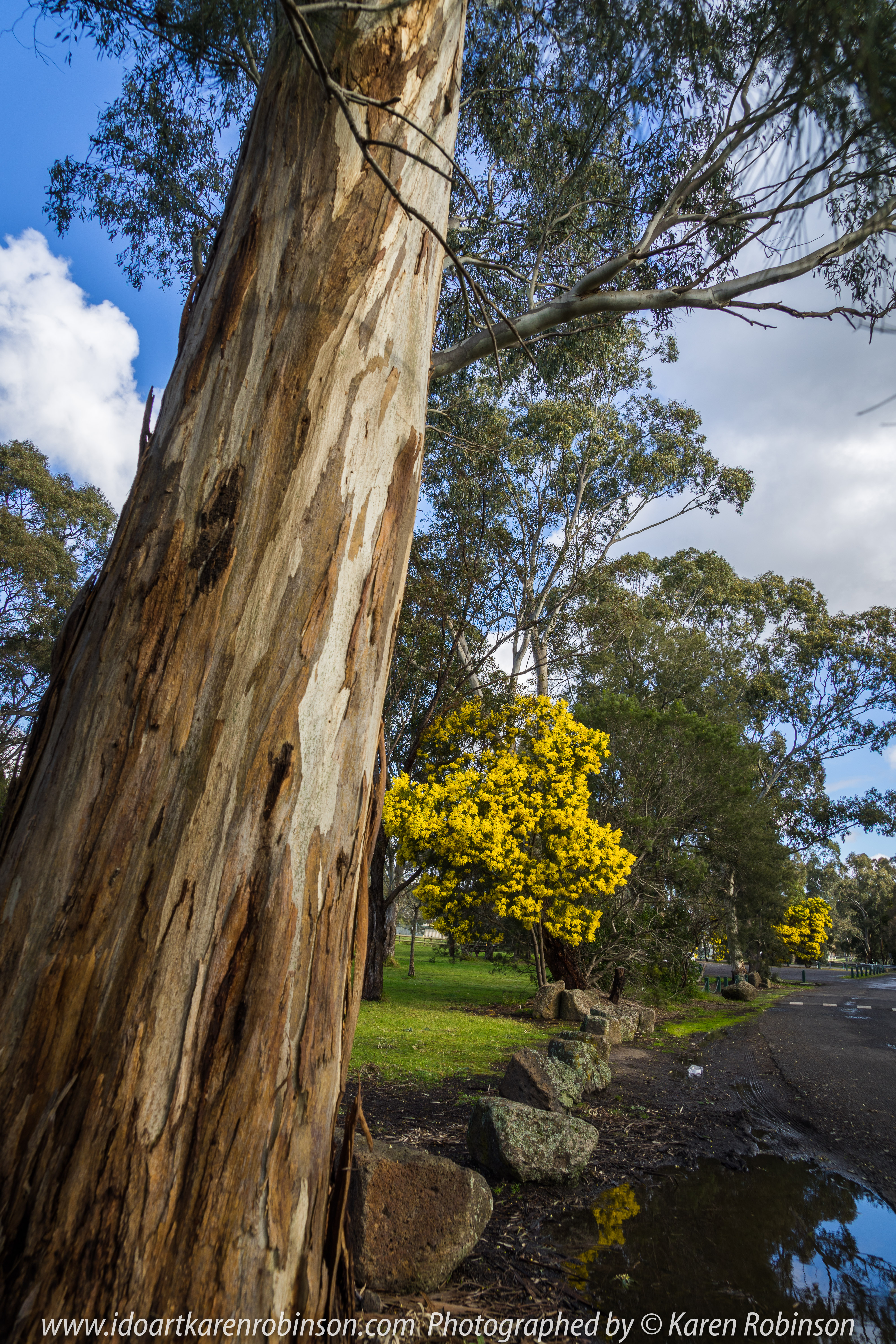 Yan Yean Region, Victoria - Australia_Photographed by ©Karen Robinson www.idoartkarenrobinson.com 2017 Aug 27 Comments: Chilly Winter's day just off Ridge Road at Yan Yean Top Lookout - Yan Yean Reservoir Park. Featured here Black Wattle Trees, among the tallest of the wattles.